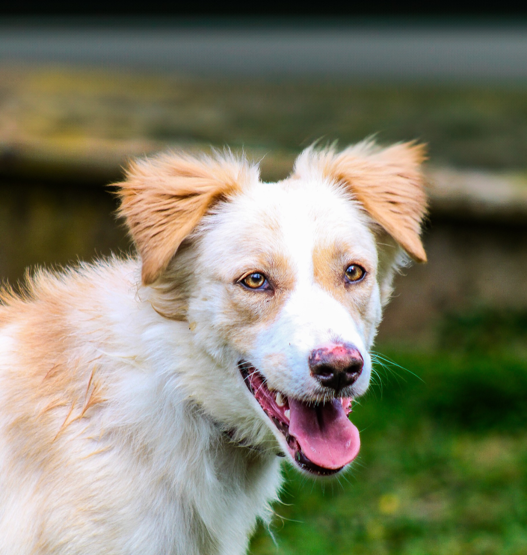 Photo de l'animal à adopté