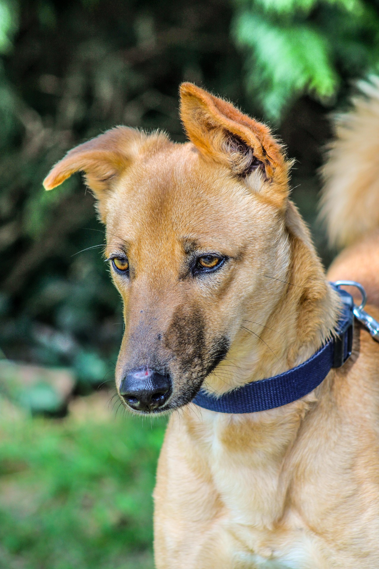 Photo de l'animal à adopté