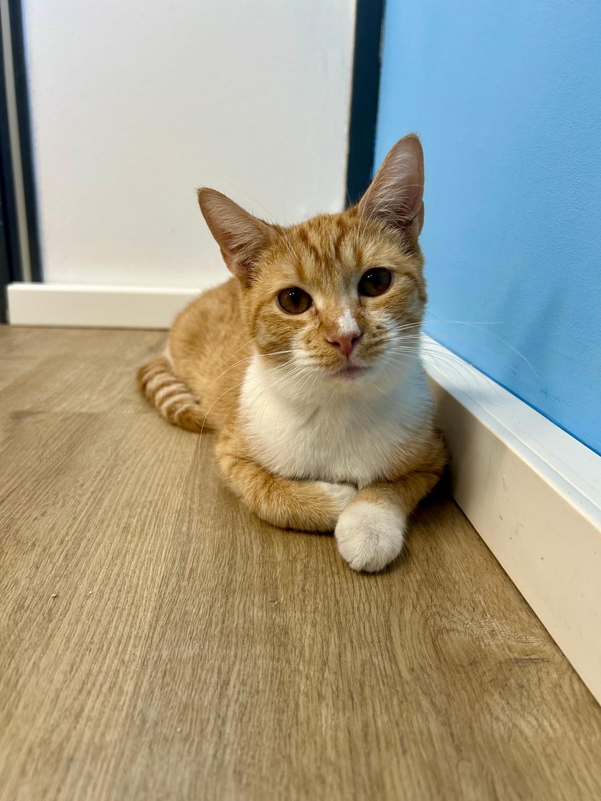Photo de l'animal à adopté