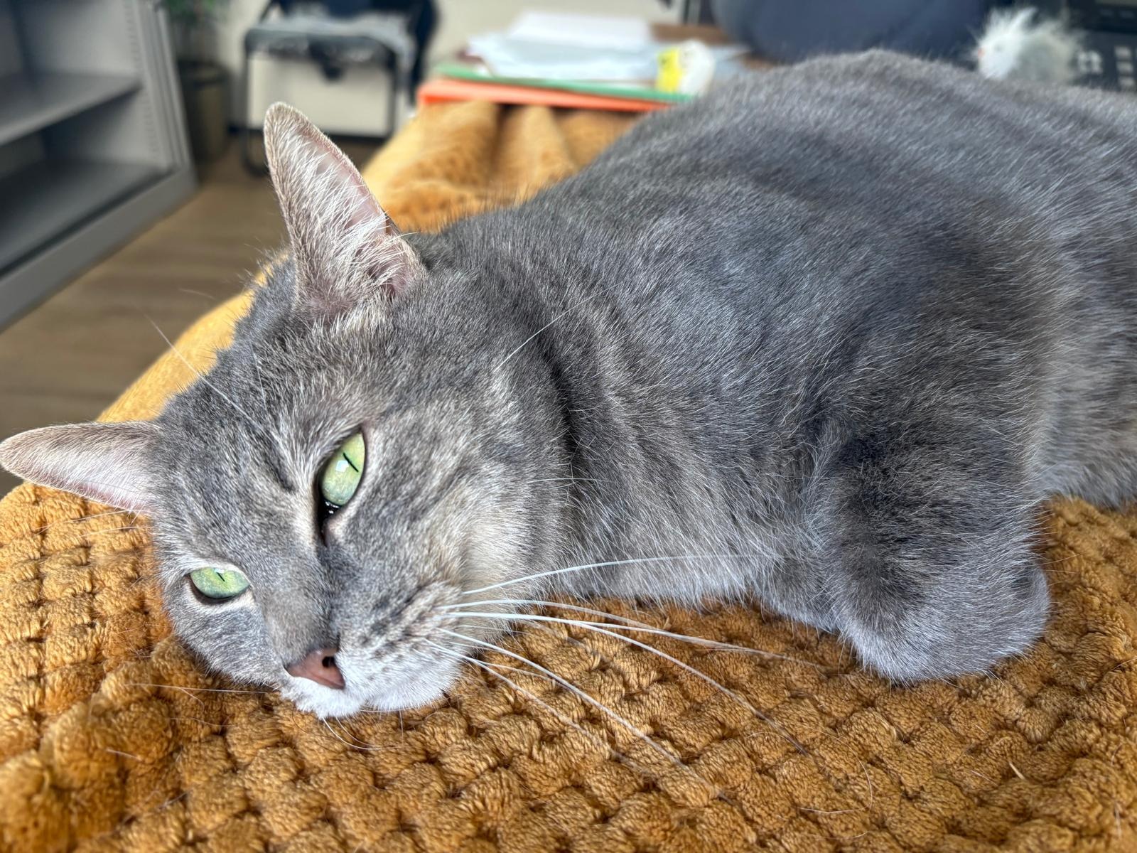 Photo de l'animal à adopté