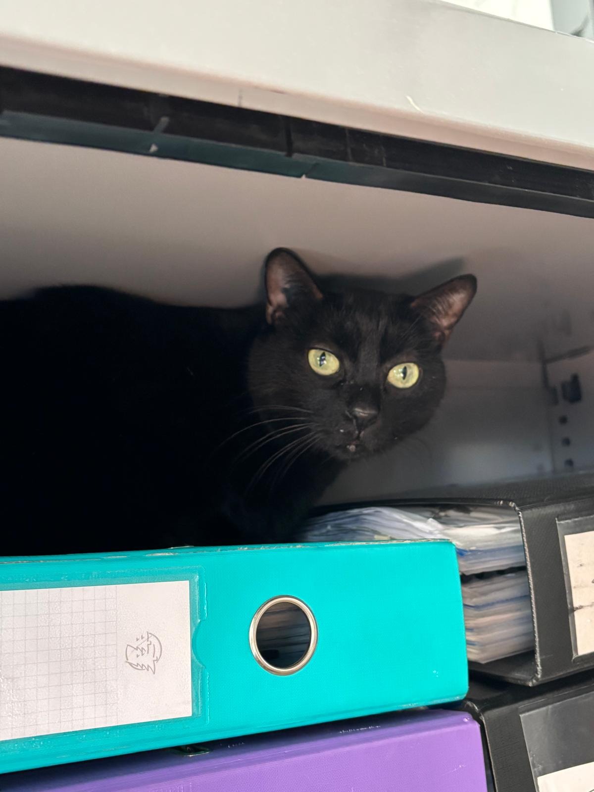 Photo de l'animal à adopté