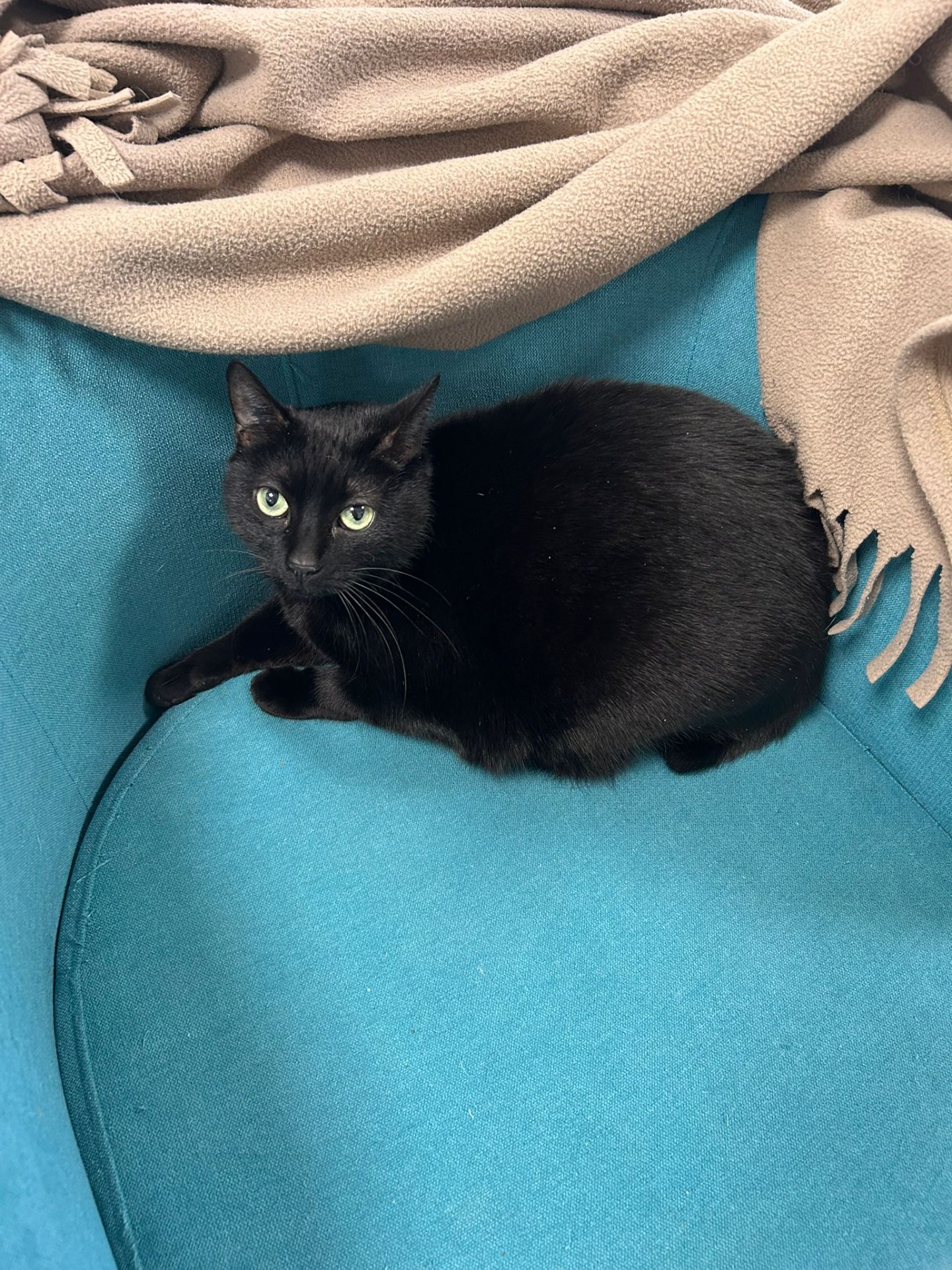 Photo de l'animal à adopté