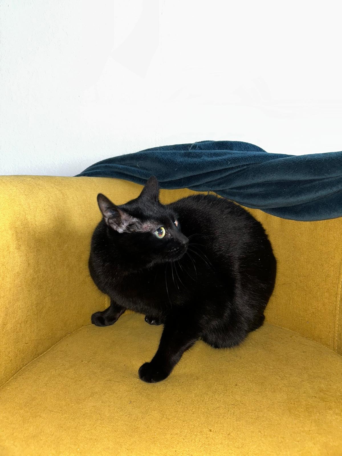 Photo de l'animal à adopté