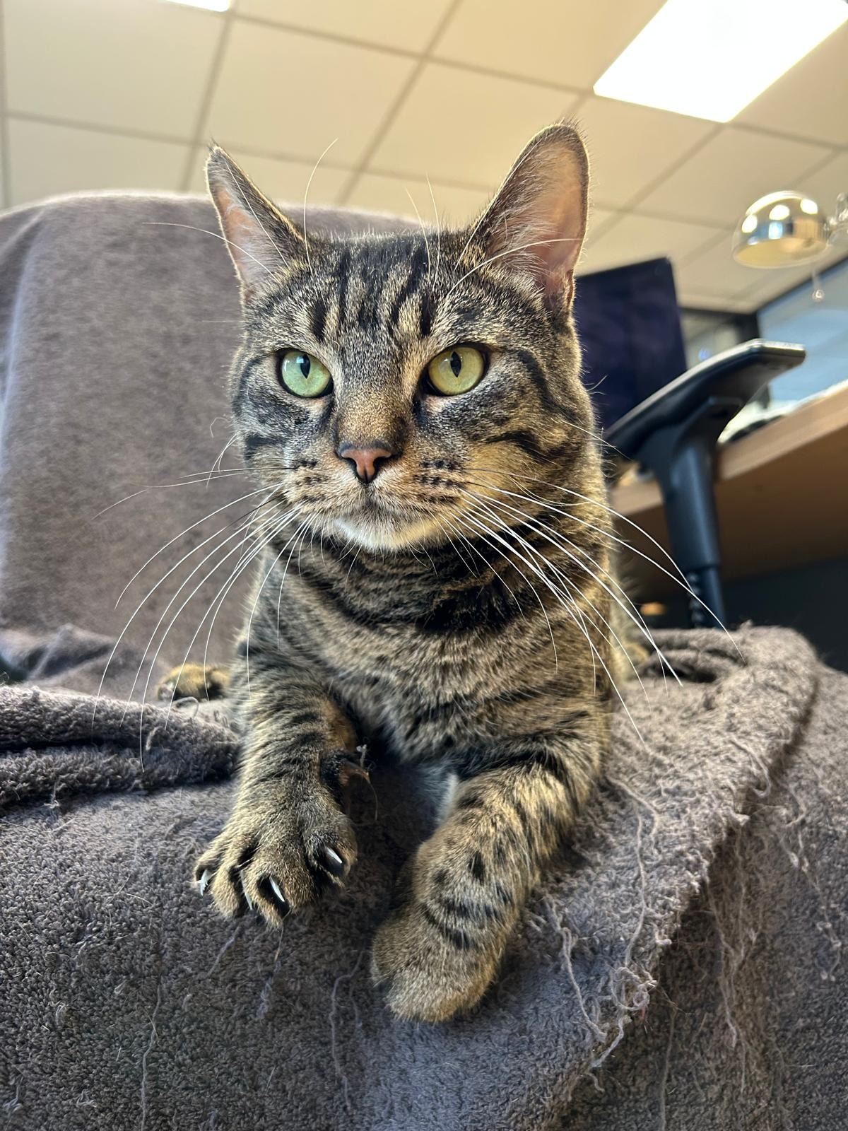 Photo de l'animal à adopté