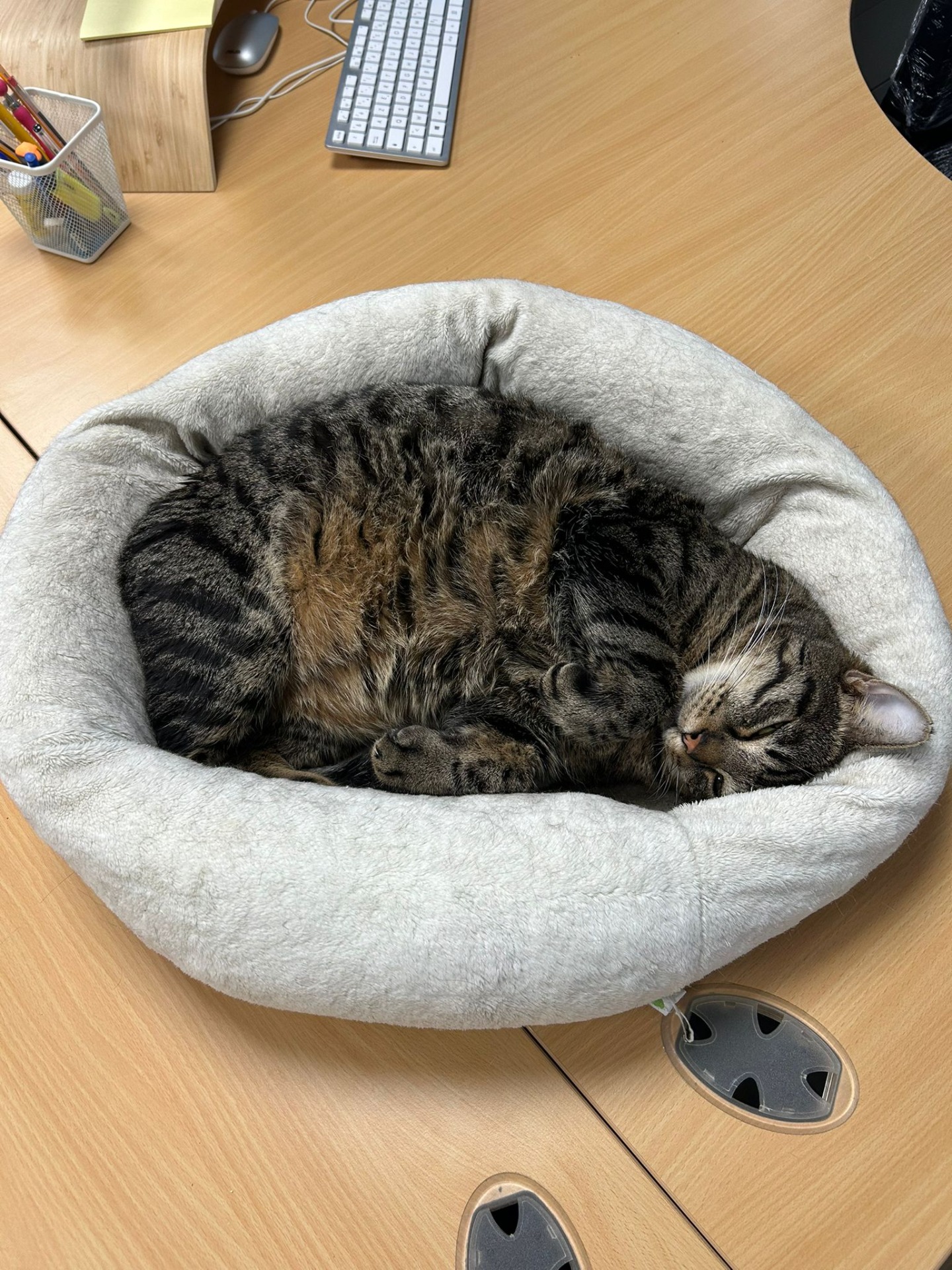 Photo de l'animal à adopté