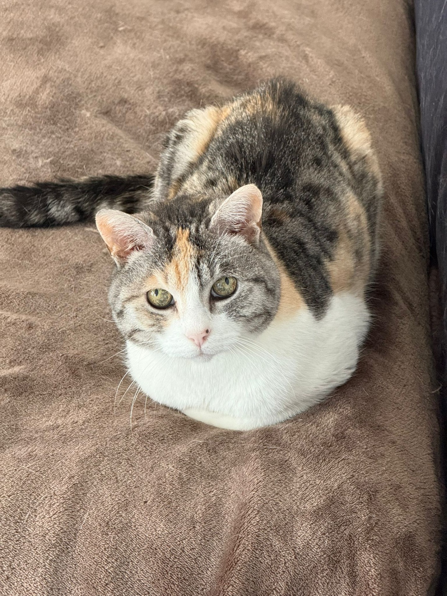 Photo de l'animal à adopté