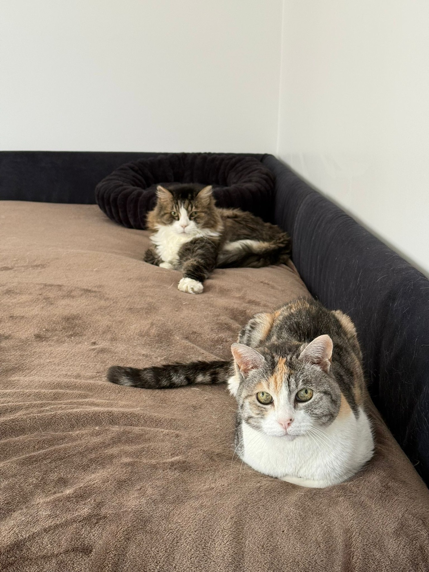 Photo de l'animal à adopté