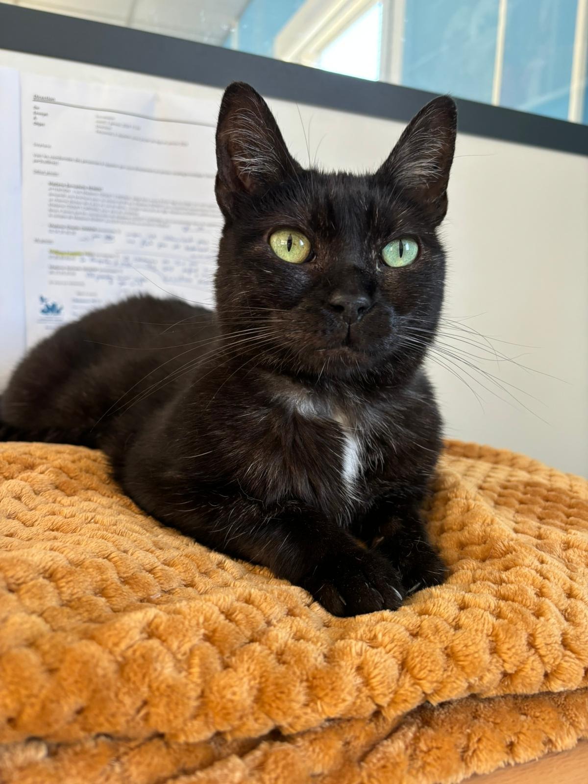 Photo de l'animal à adopté