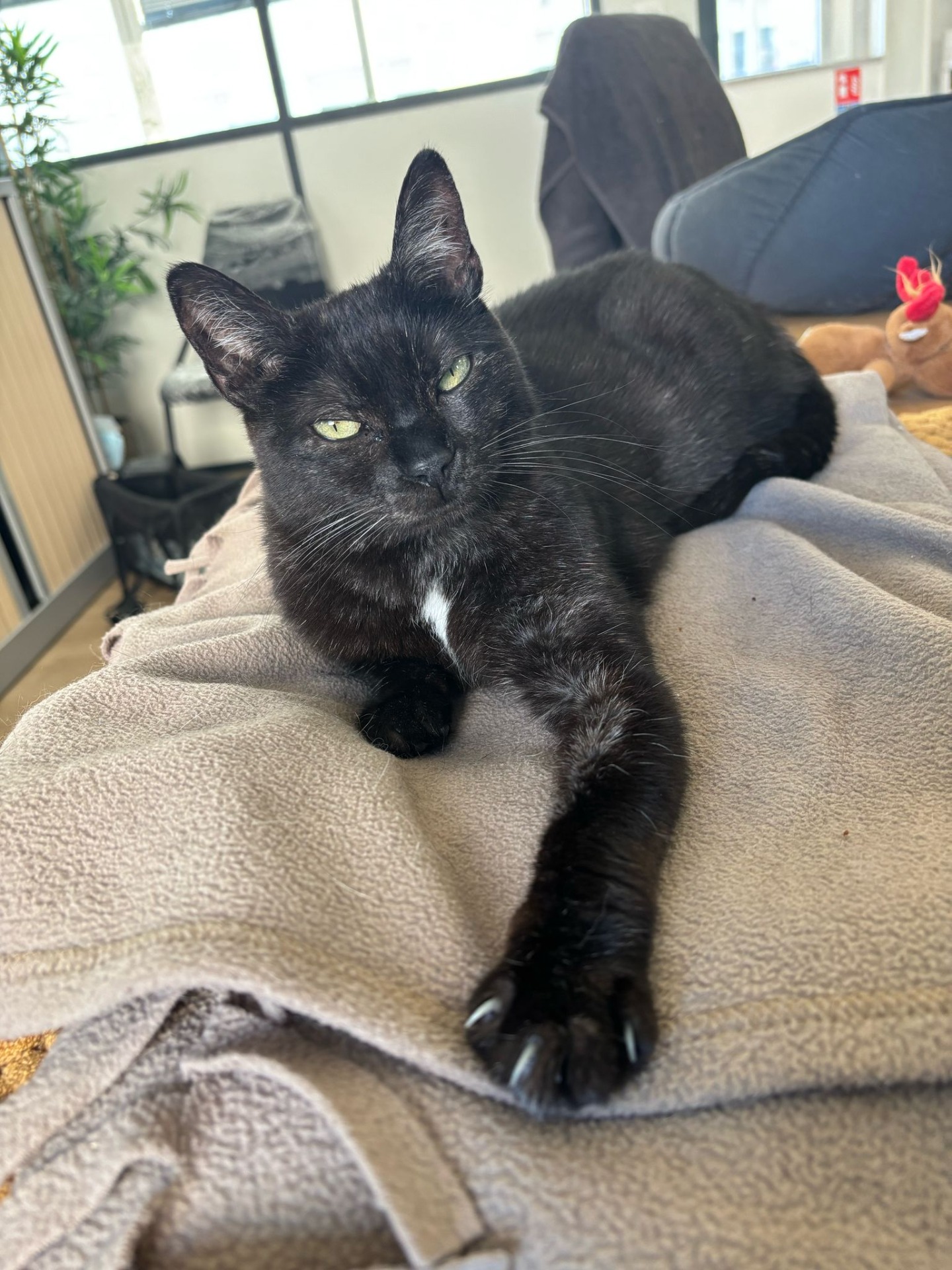 Photo de l'animal à adopté