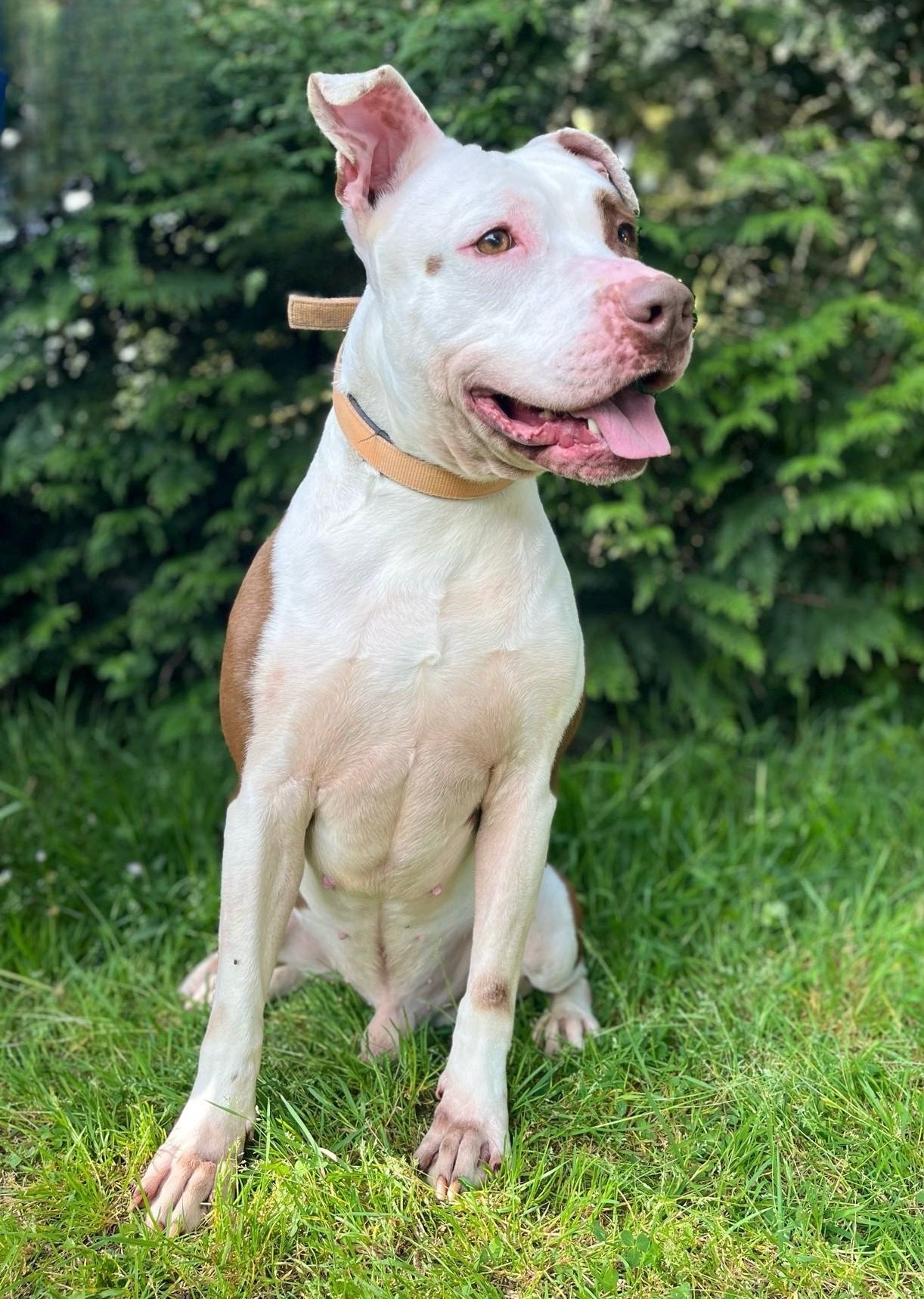 Photo de l'animal à adopté