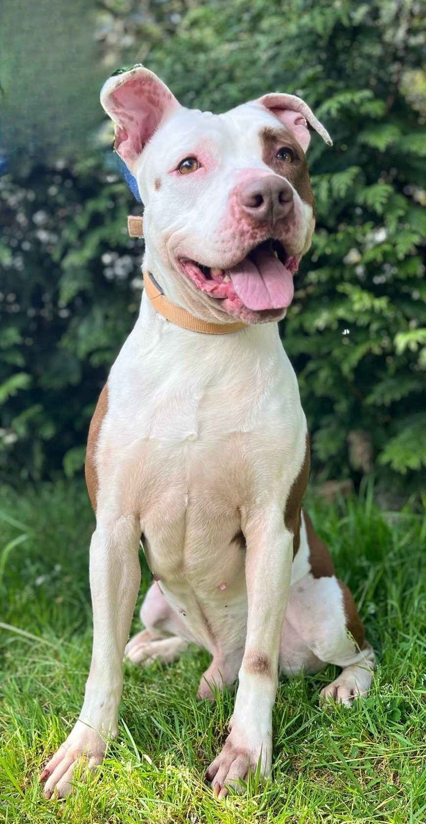 Photo de l'animal à adopté