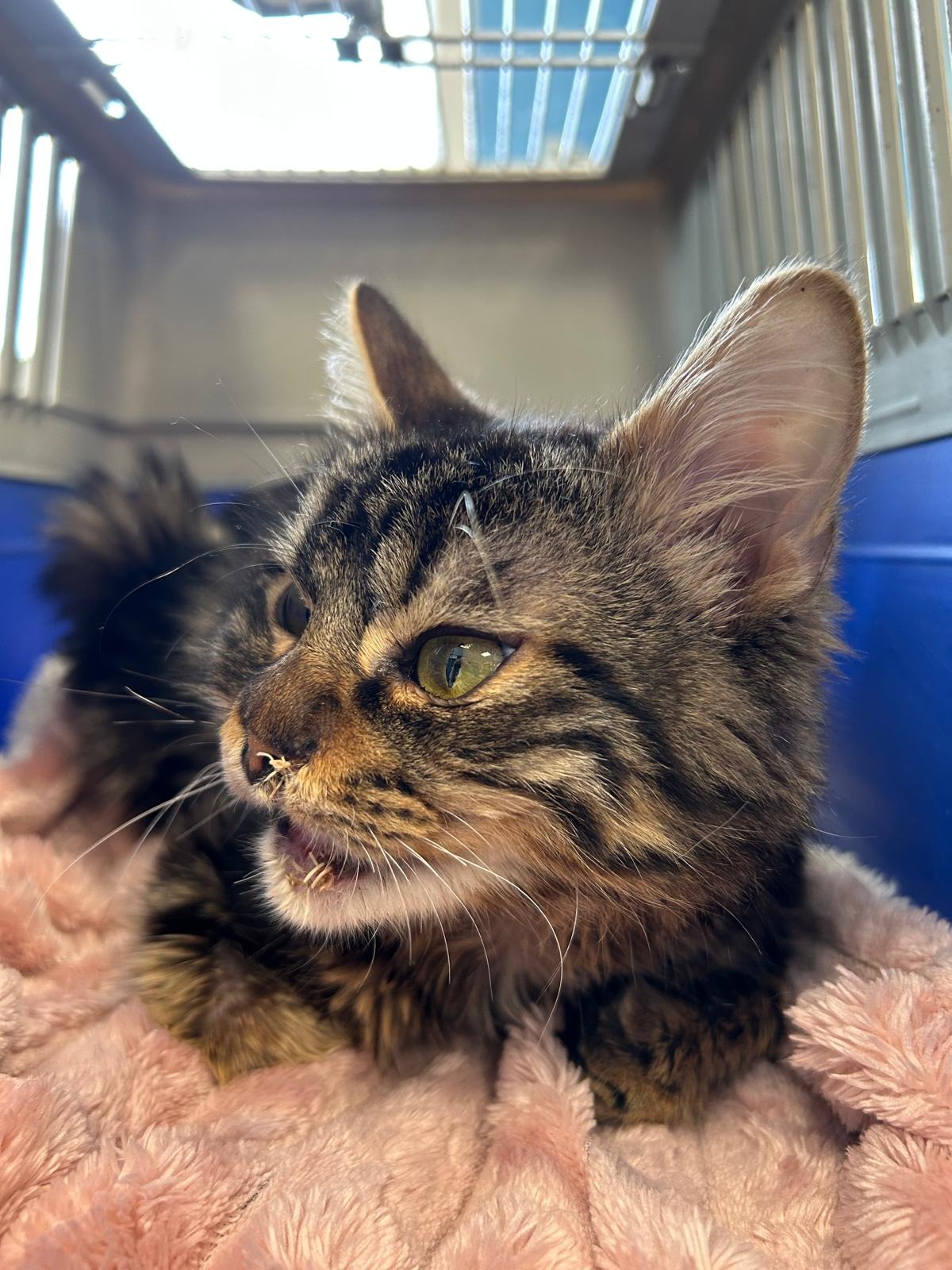 Photo de l'animal à adopté