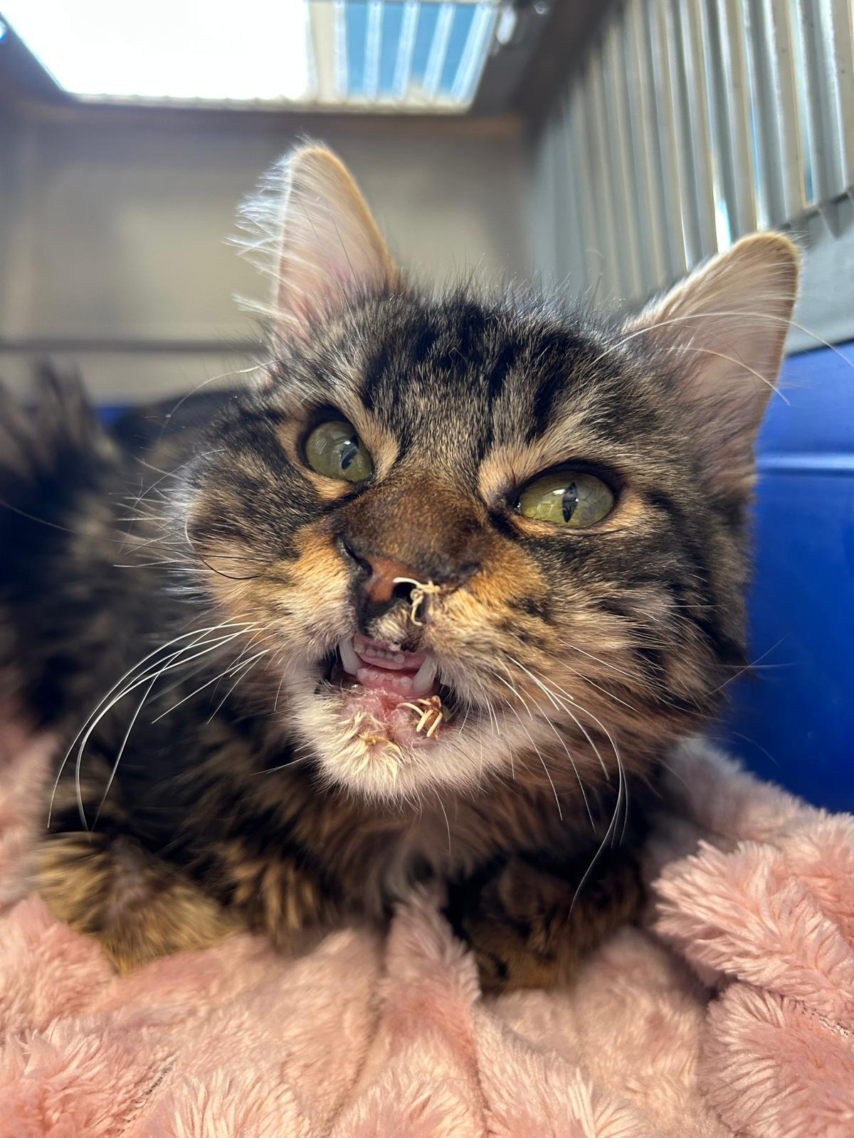 Photo de l'animal à adopté