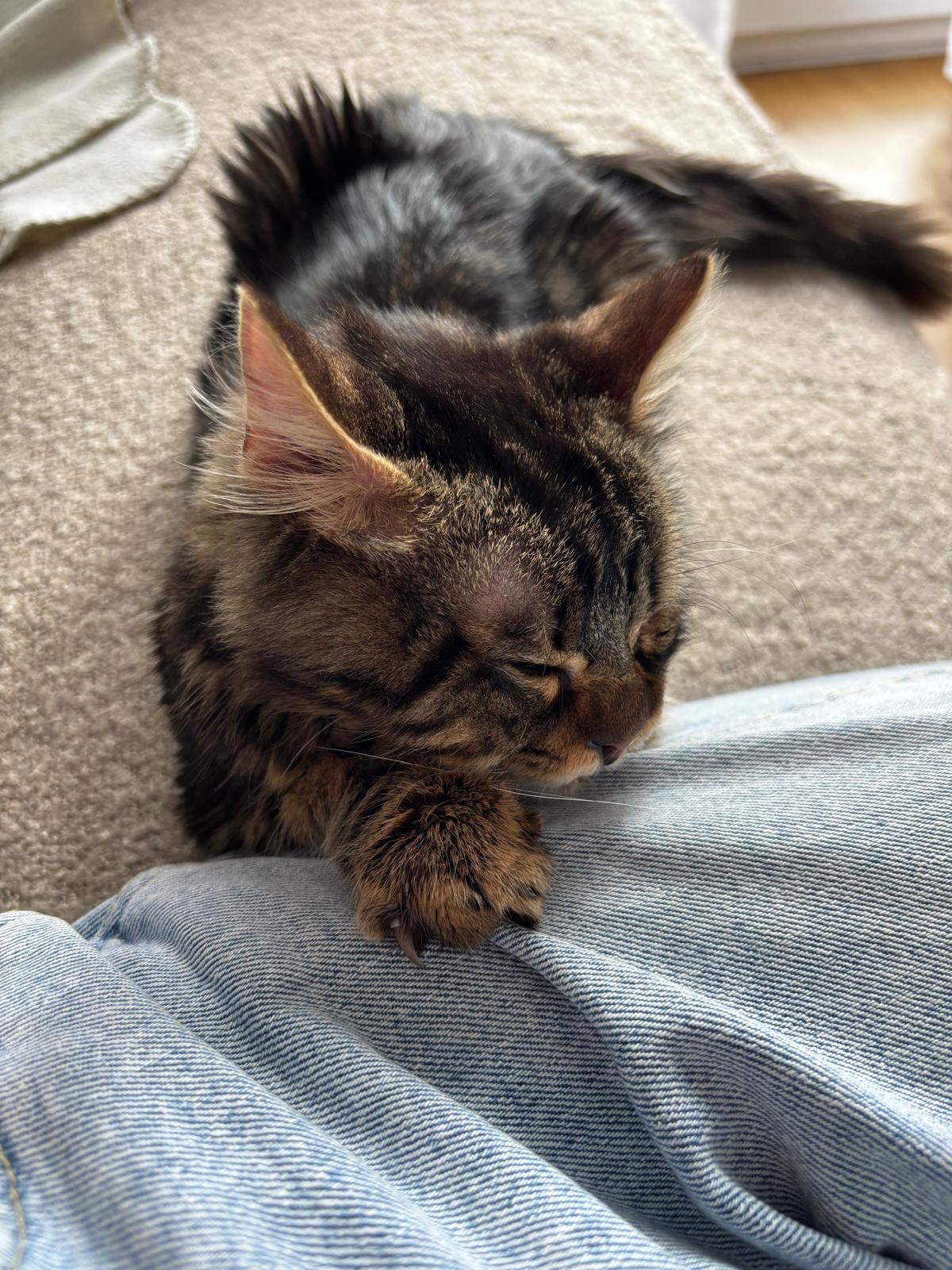 Photo de l'animal à adopté