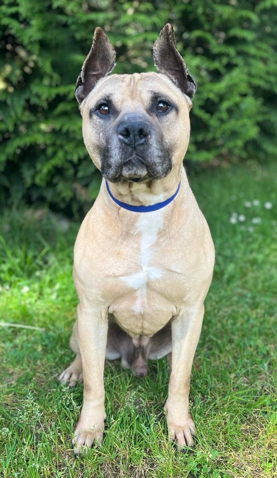 Photo de l'animal à adopté