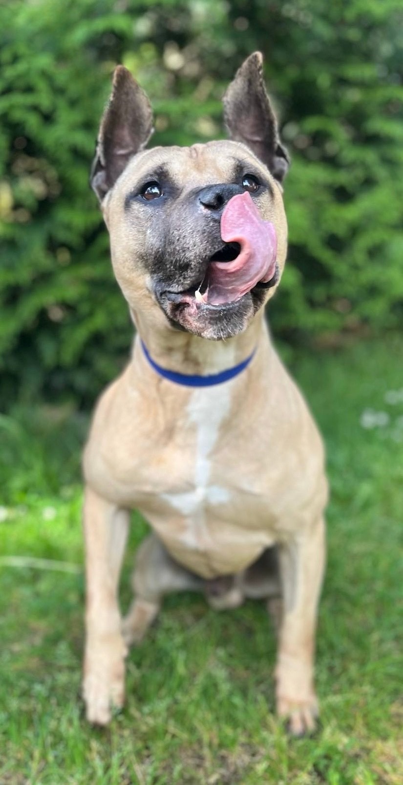 Photo de l'animal à adopté