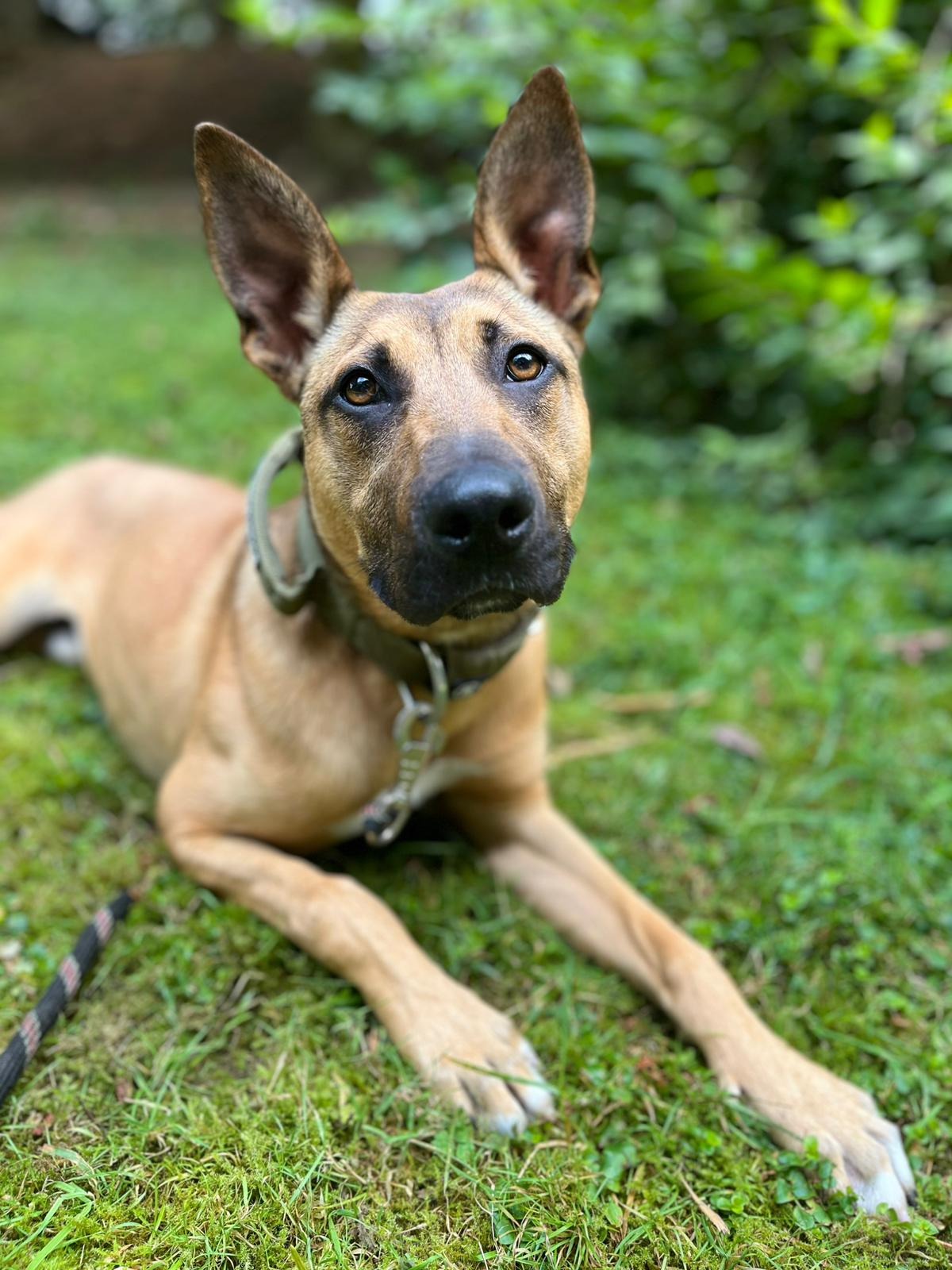 Photo de l'animal à adopté