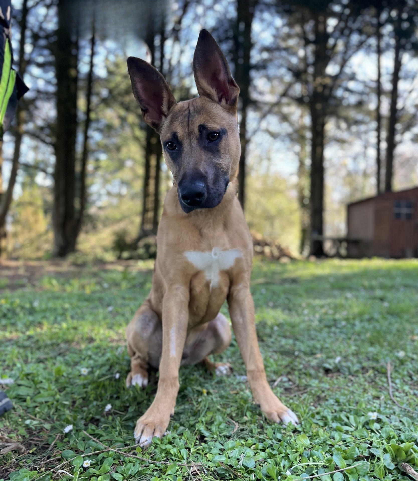 Photo de l'animal à adopté