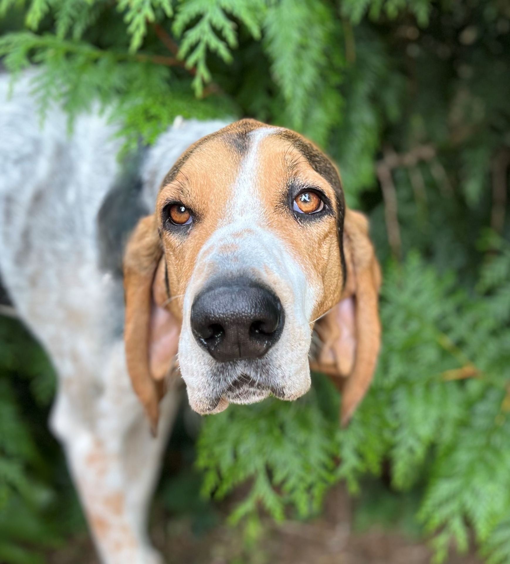 Photo de l'animal à adopté