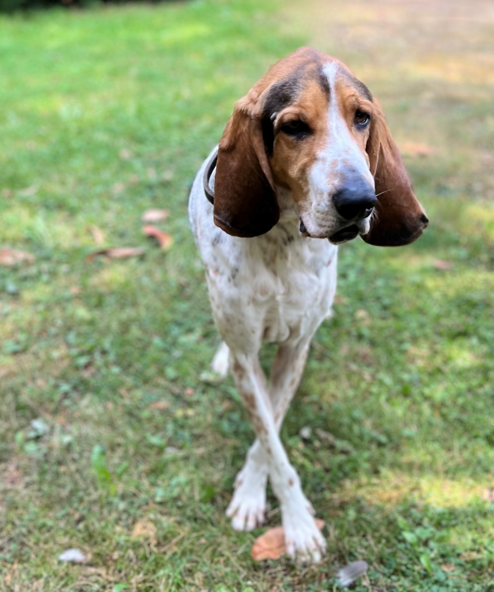 Photo de l'animal à adopté