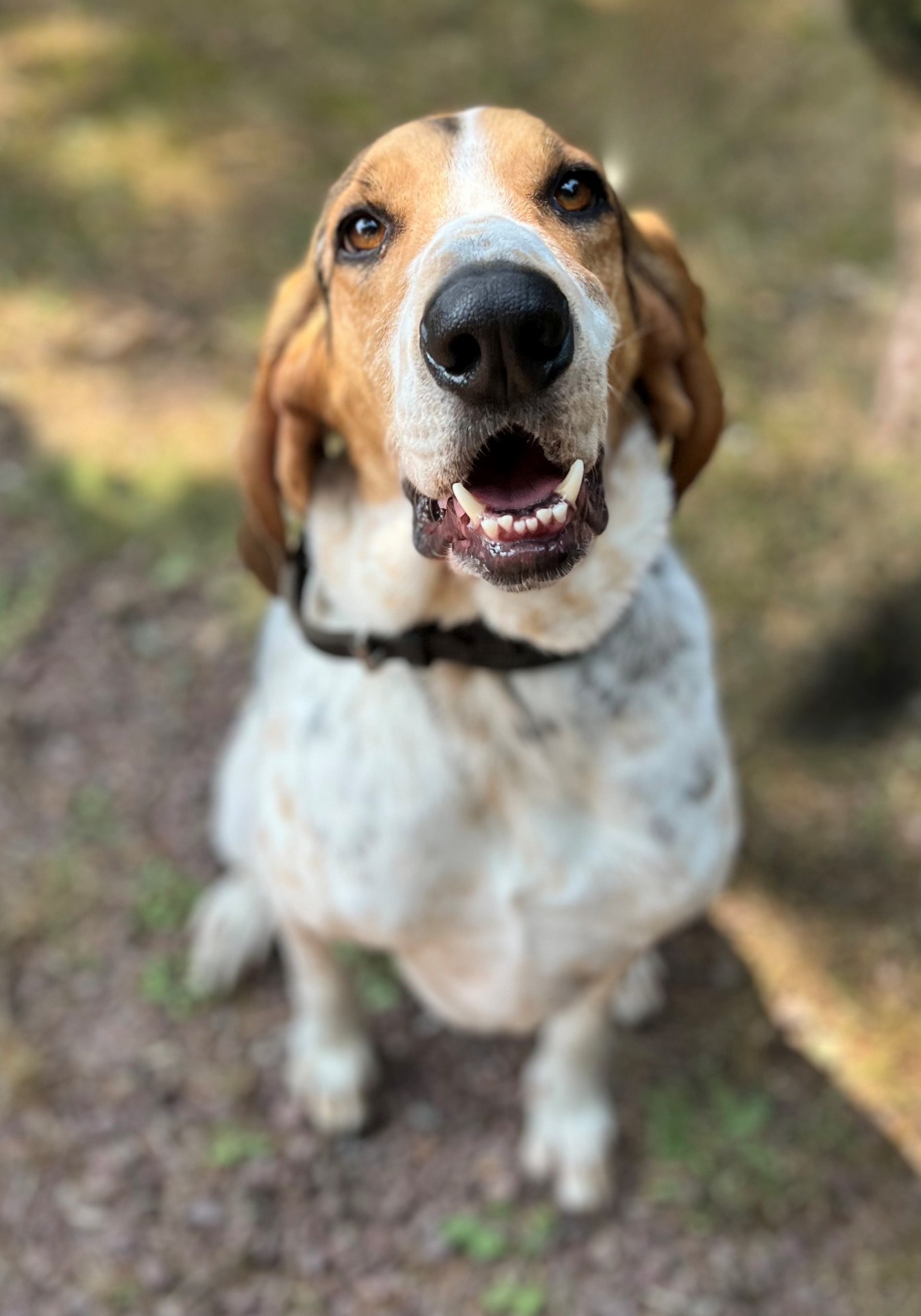 Photo de l'animal à adopté