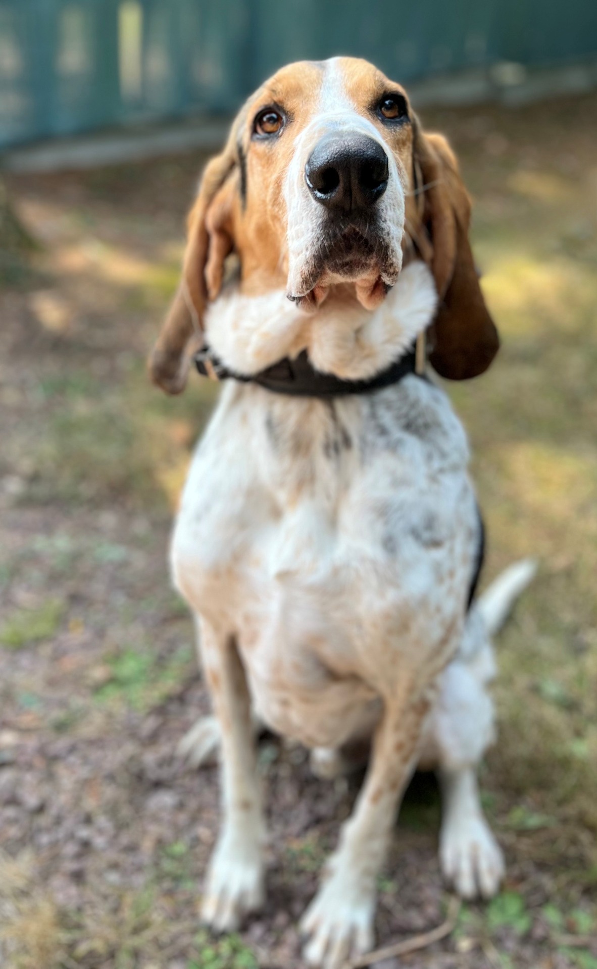 Photo de l'animal à adopté