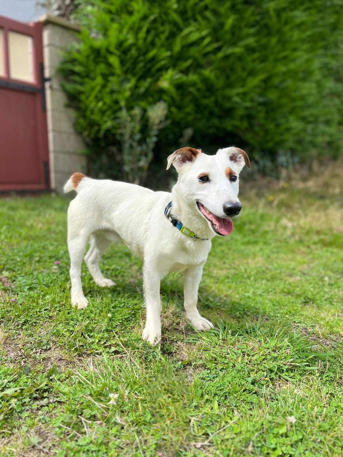 Photo de l'animal à adopté