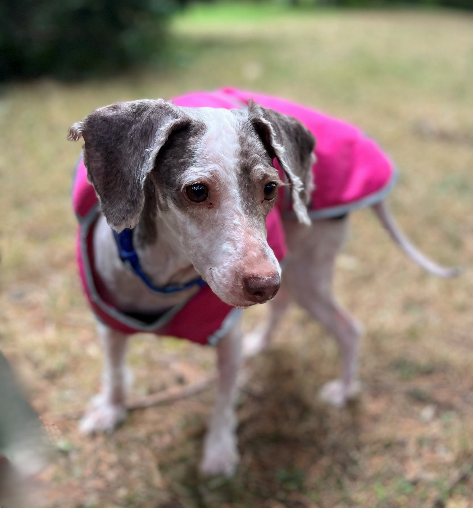 Photo de l'animal à adopté