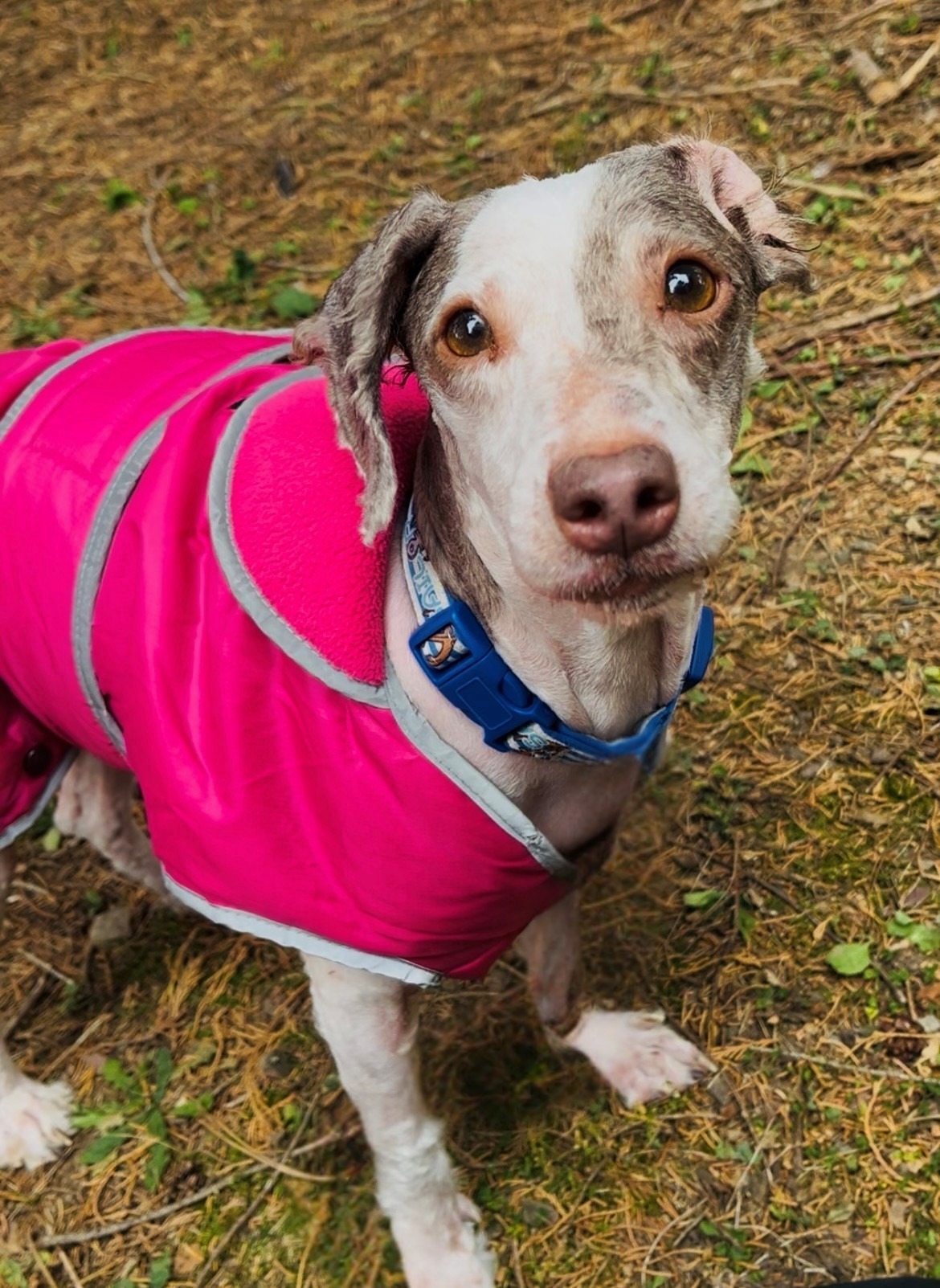 Photo de l'animal à adopté