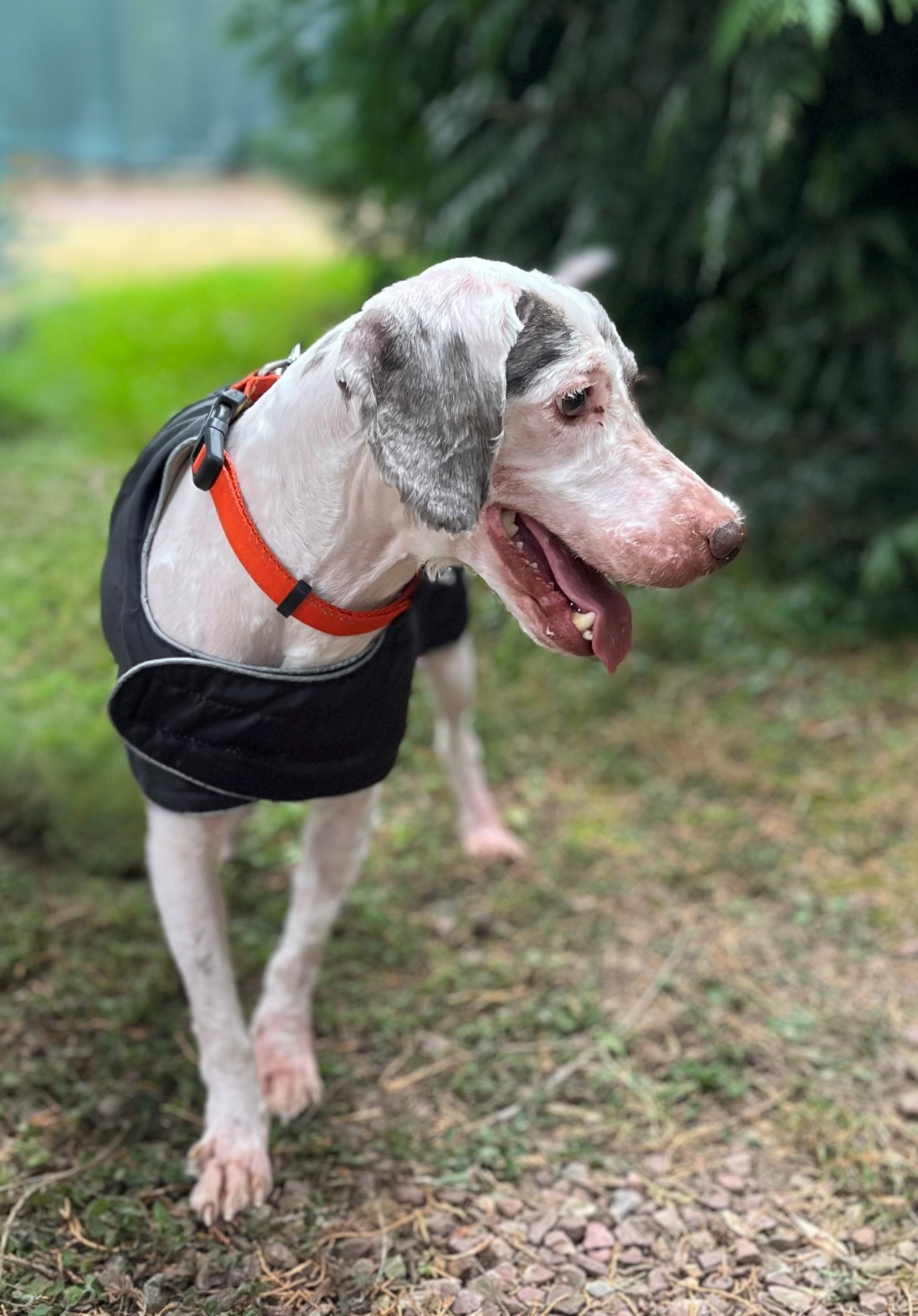 Photo de l'animal à adopté