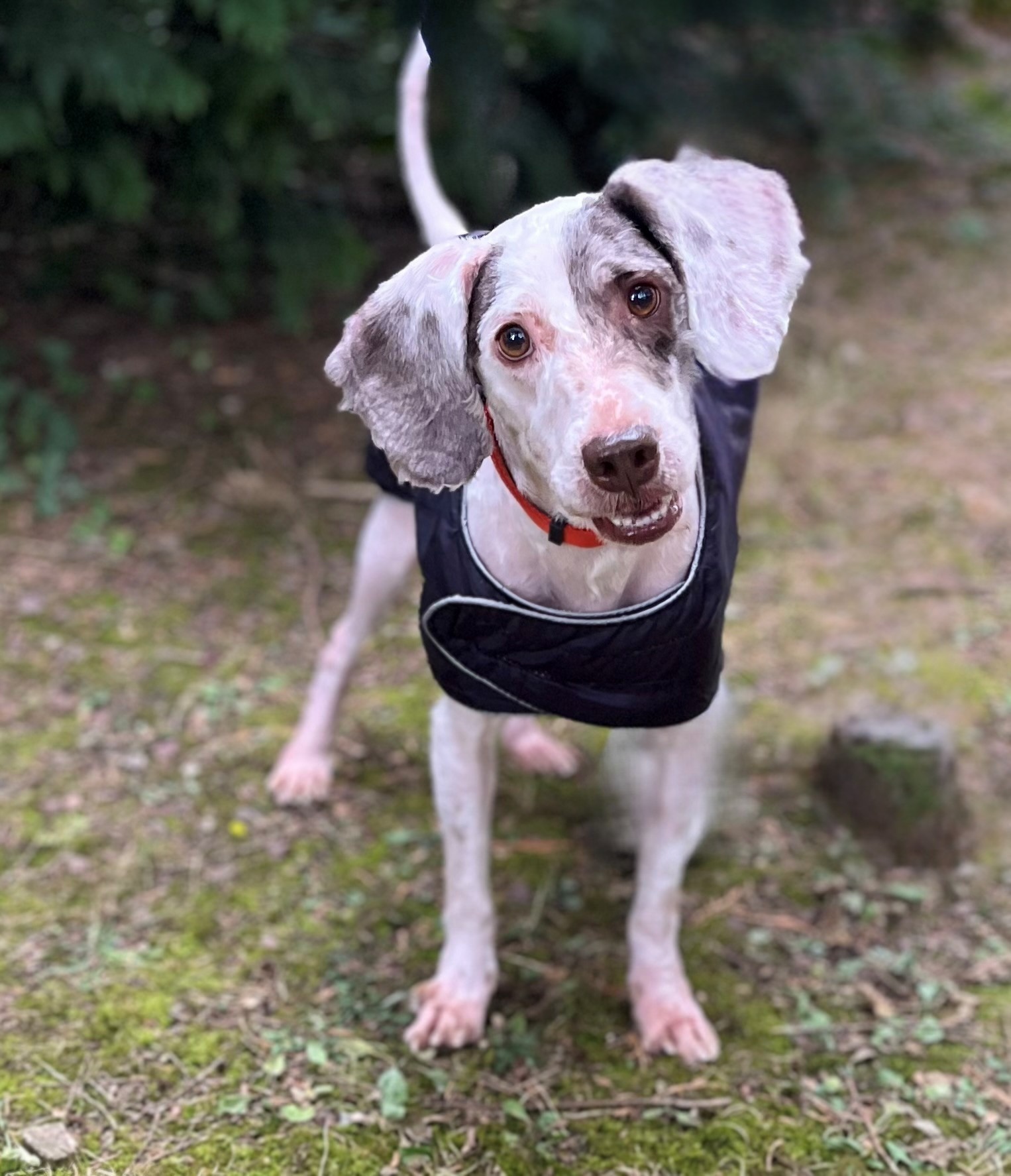 Photo de l'animal à adopté