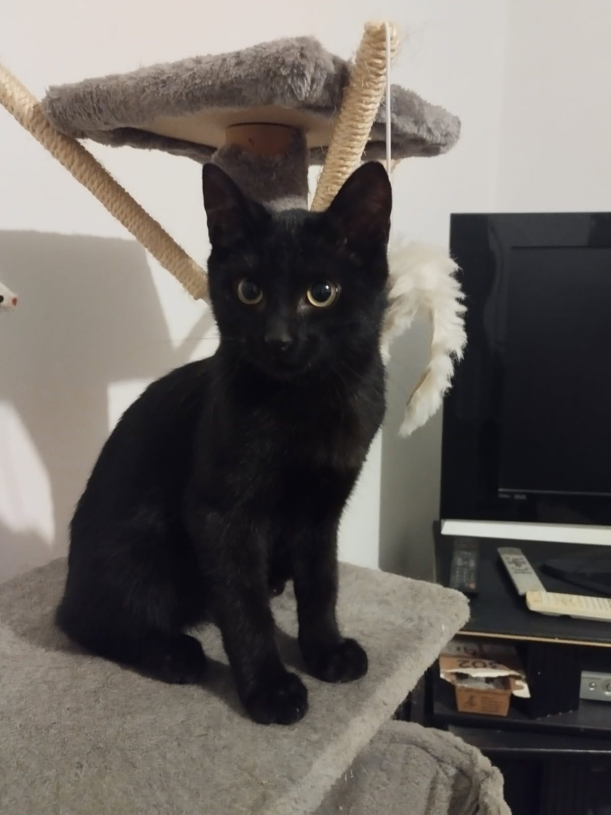 Photo de l'animal à adopté