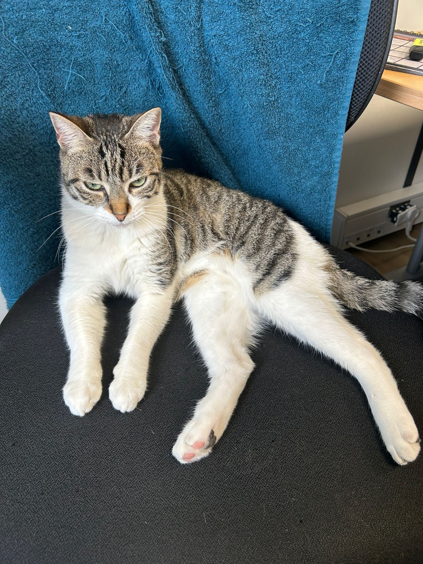 Photo de l'animal à adopté