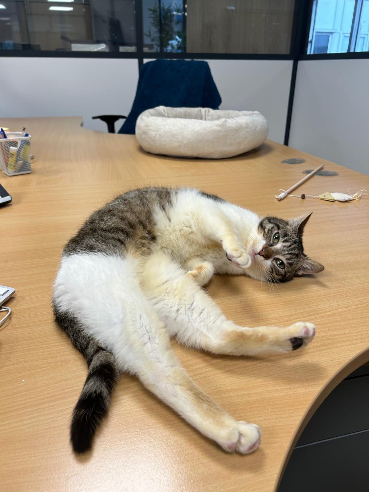 Photo de l'animal à adopté