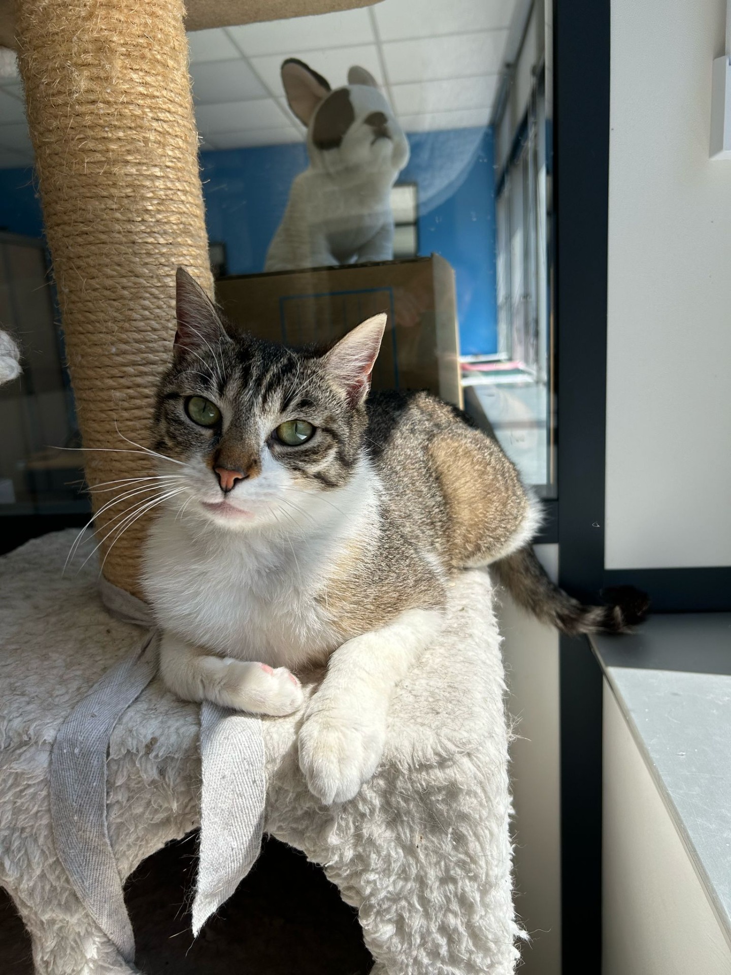 Photo de l'animal à adopté