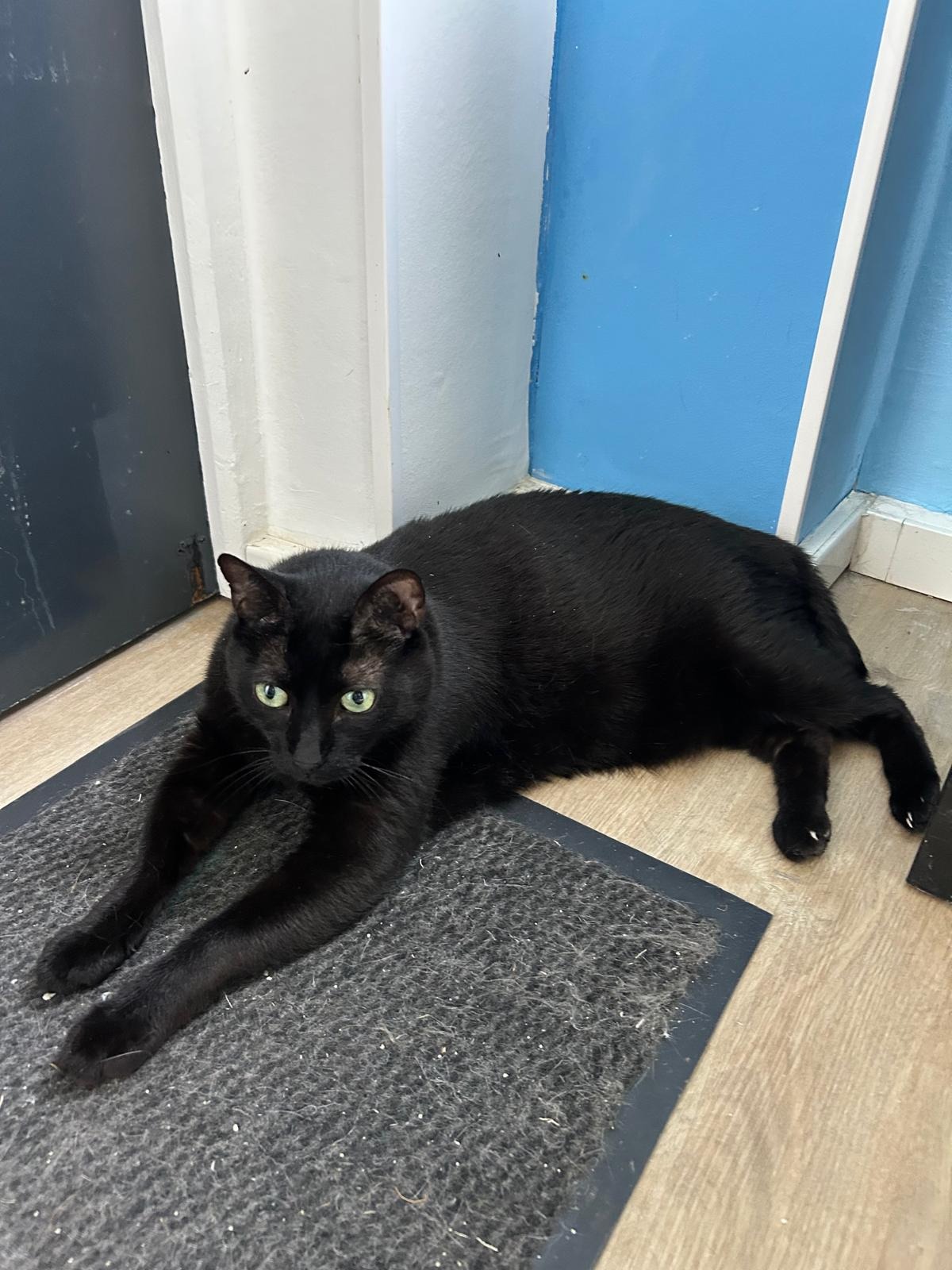 Photo de l'animal à adopté