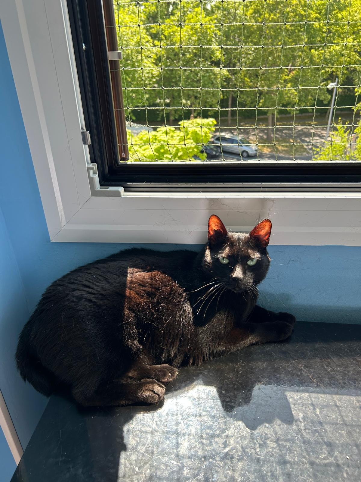 Photo de l'animal à adopté