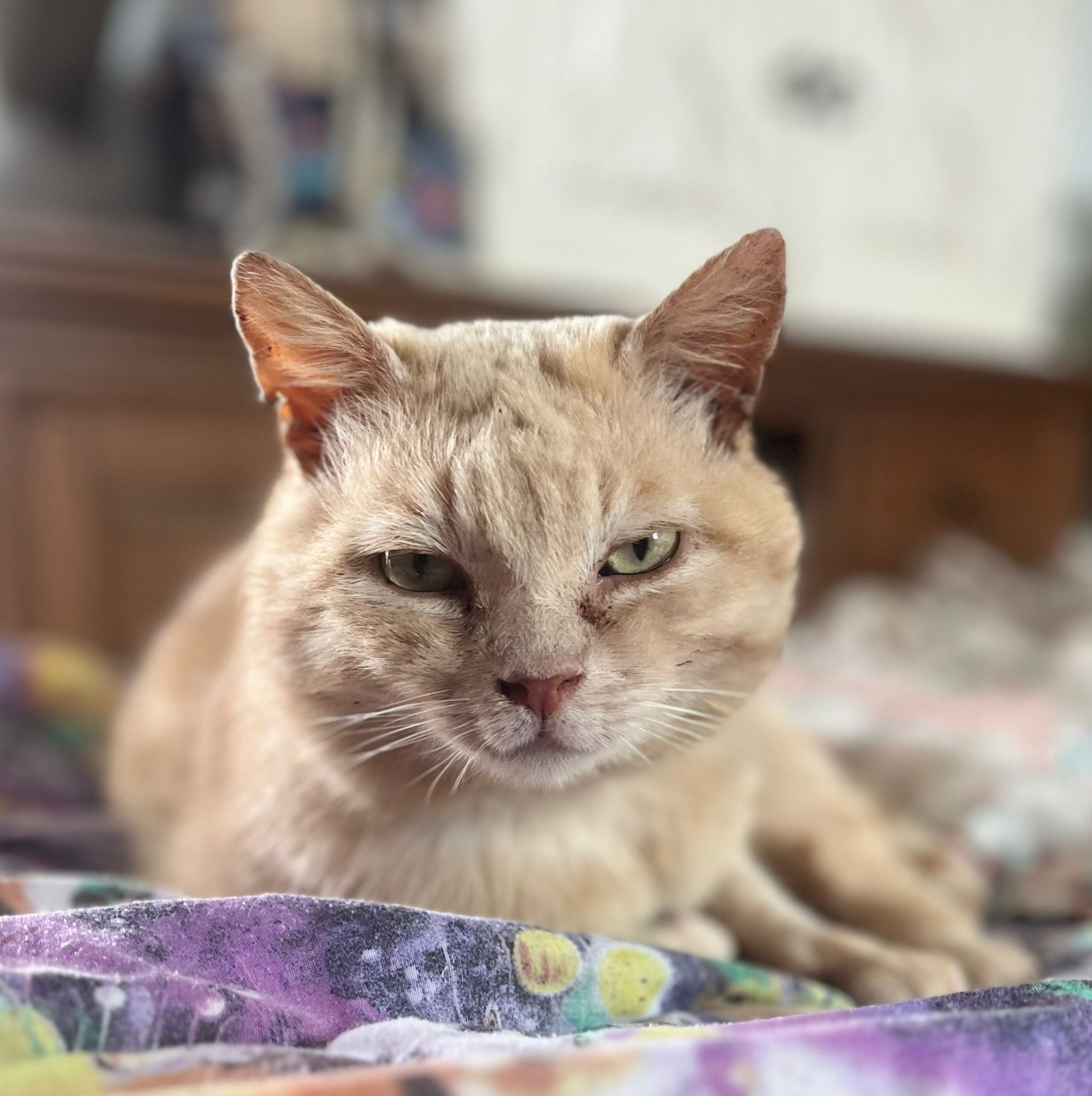 Photo de l'animal à adopté