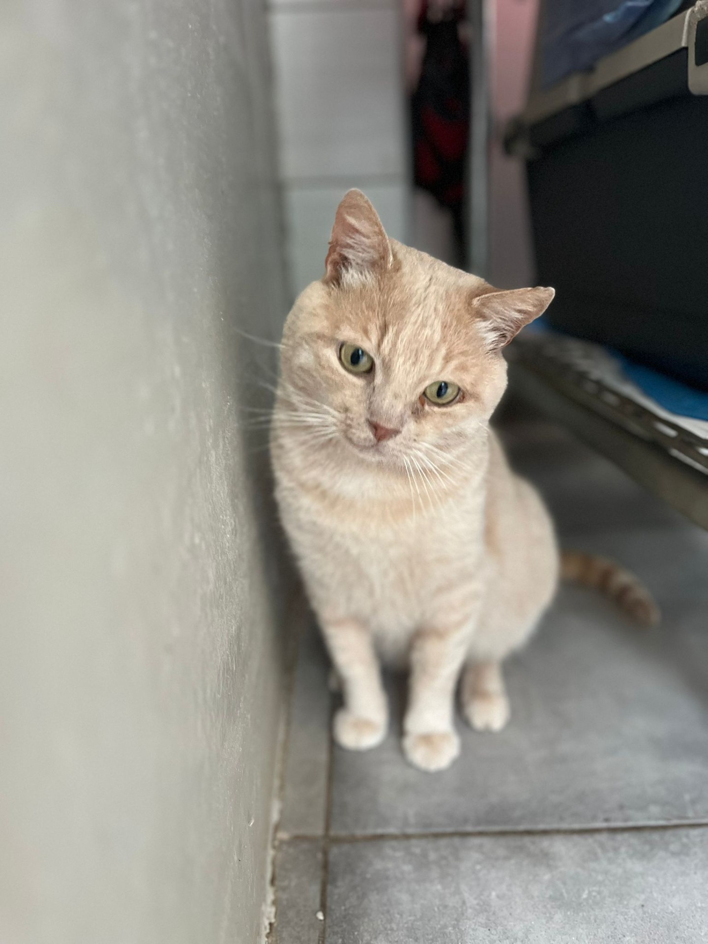 Photo de l'animal à adopté