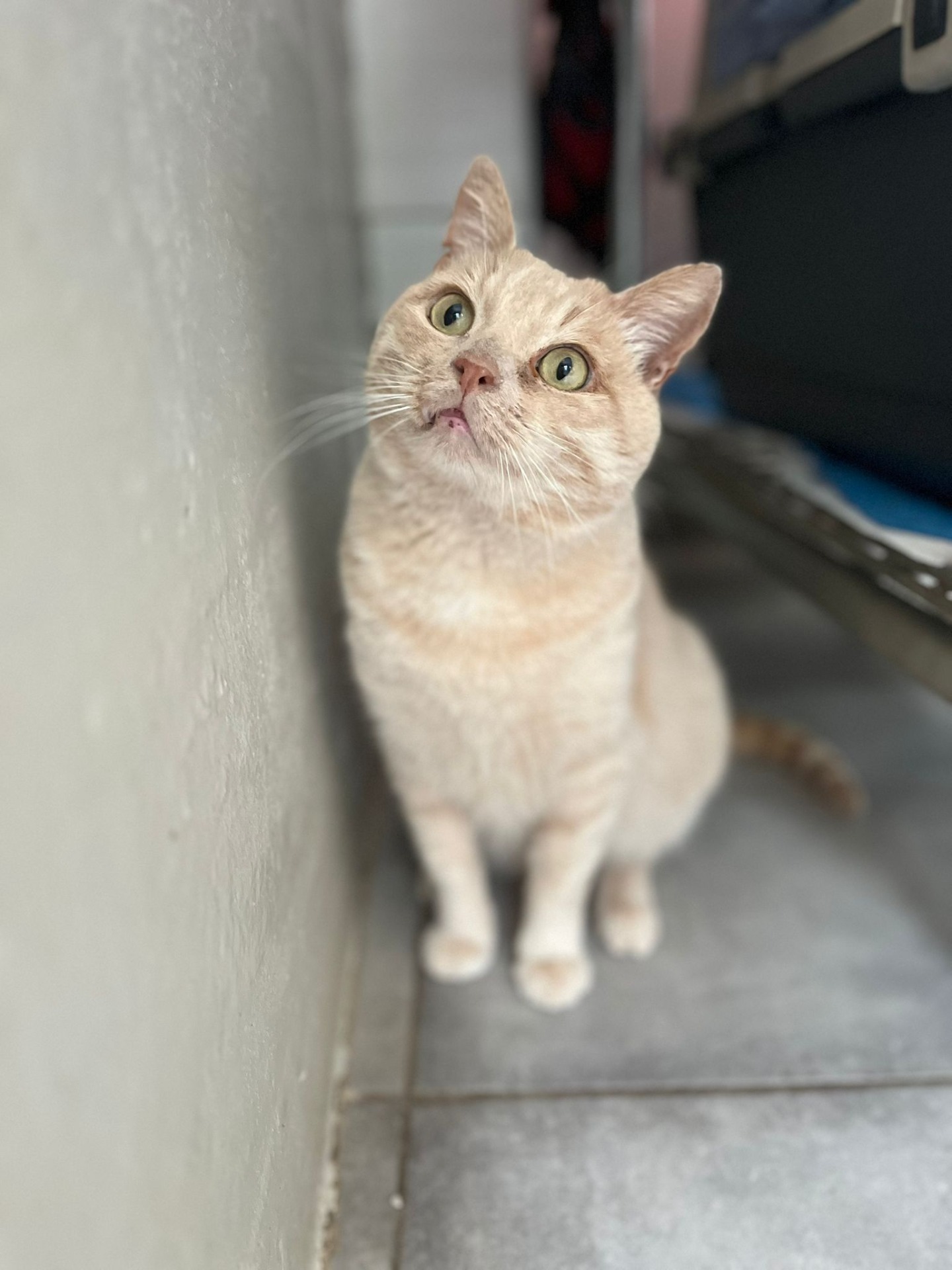 Photo de l'animal à adopté