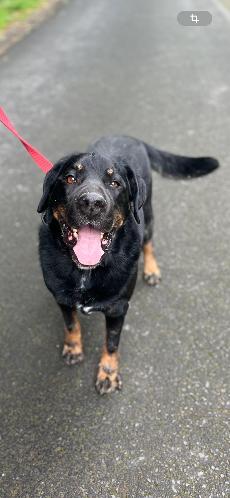 Photo de l'animal à adopté