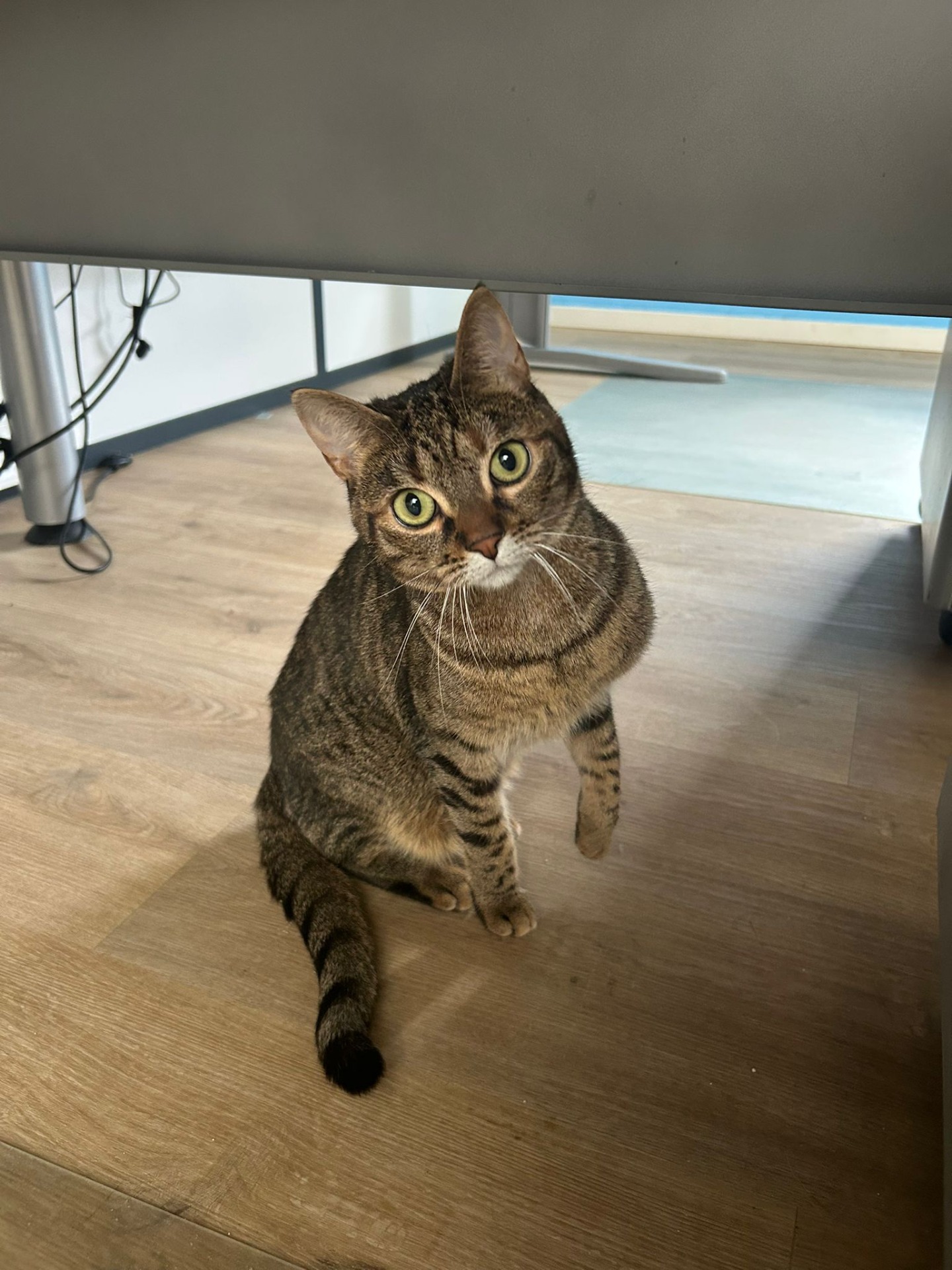 Photo de l'animal à adopté