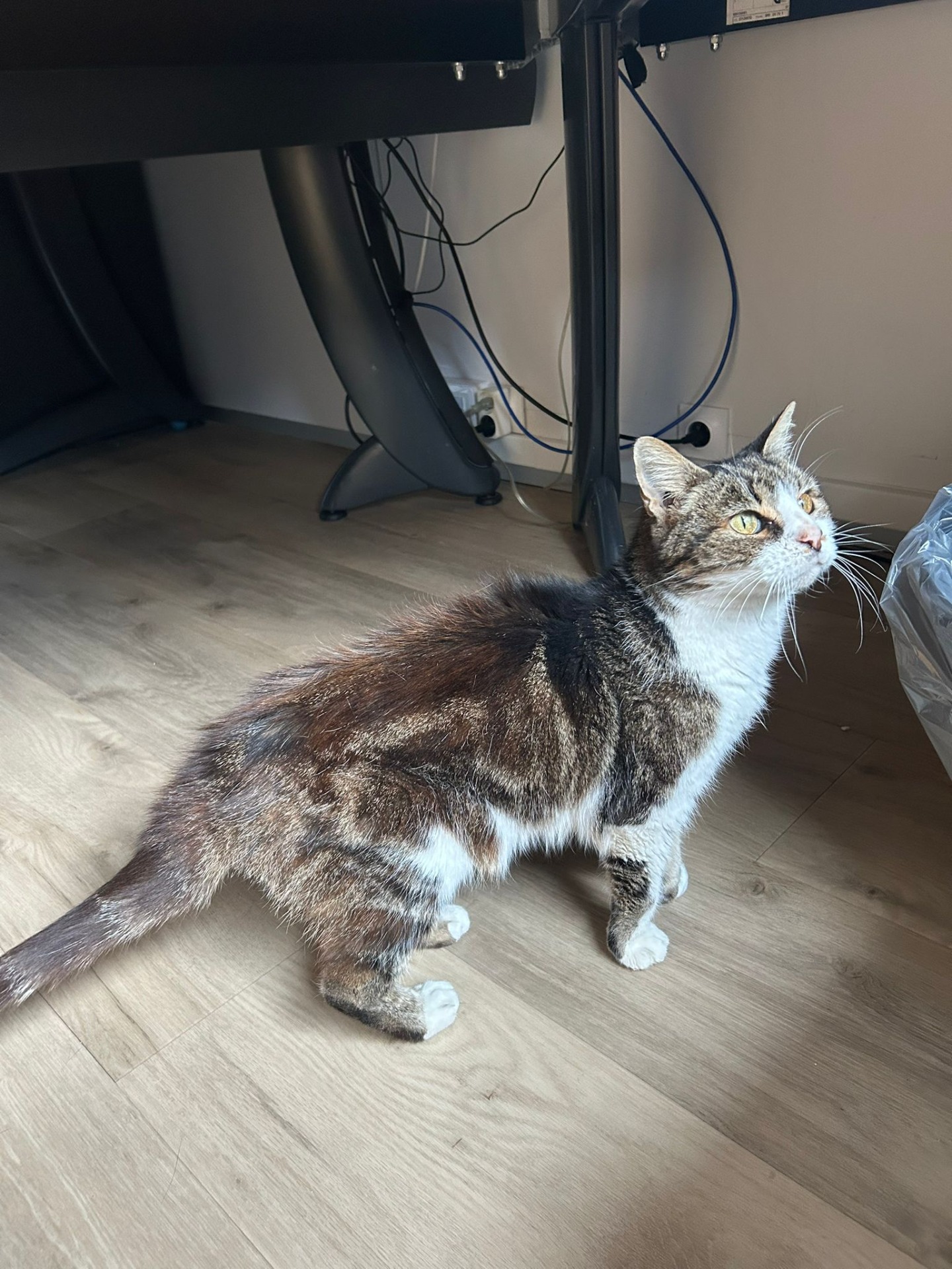 Photo de l'animal à adopté