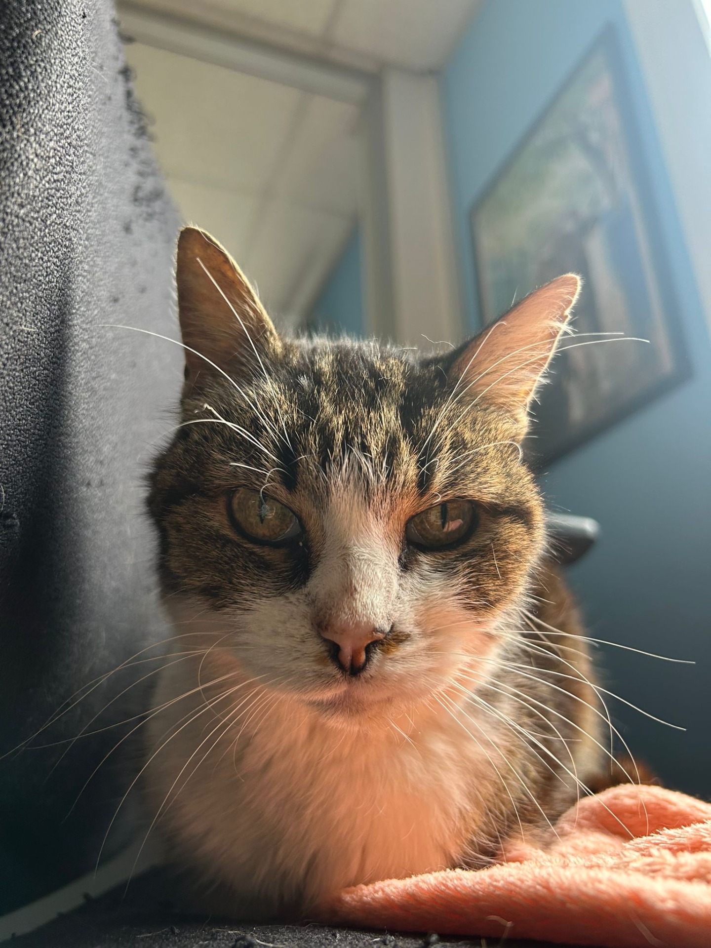 Photo de l'animal à adopté