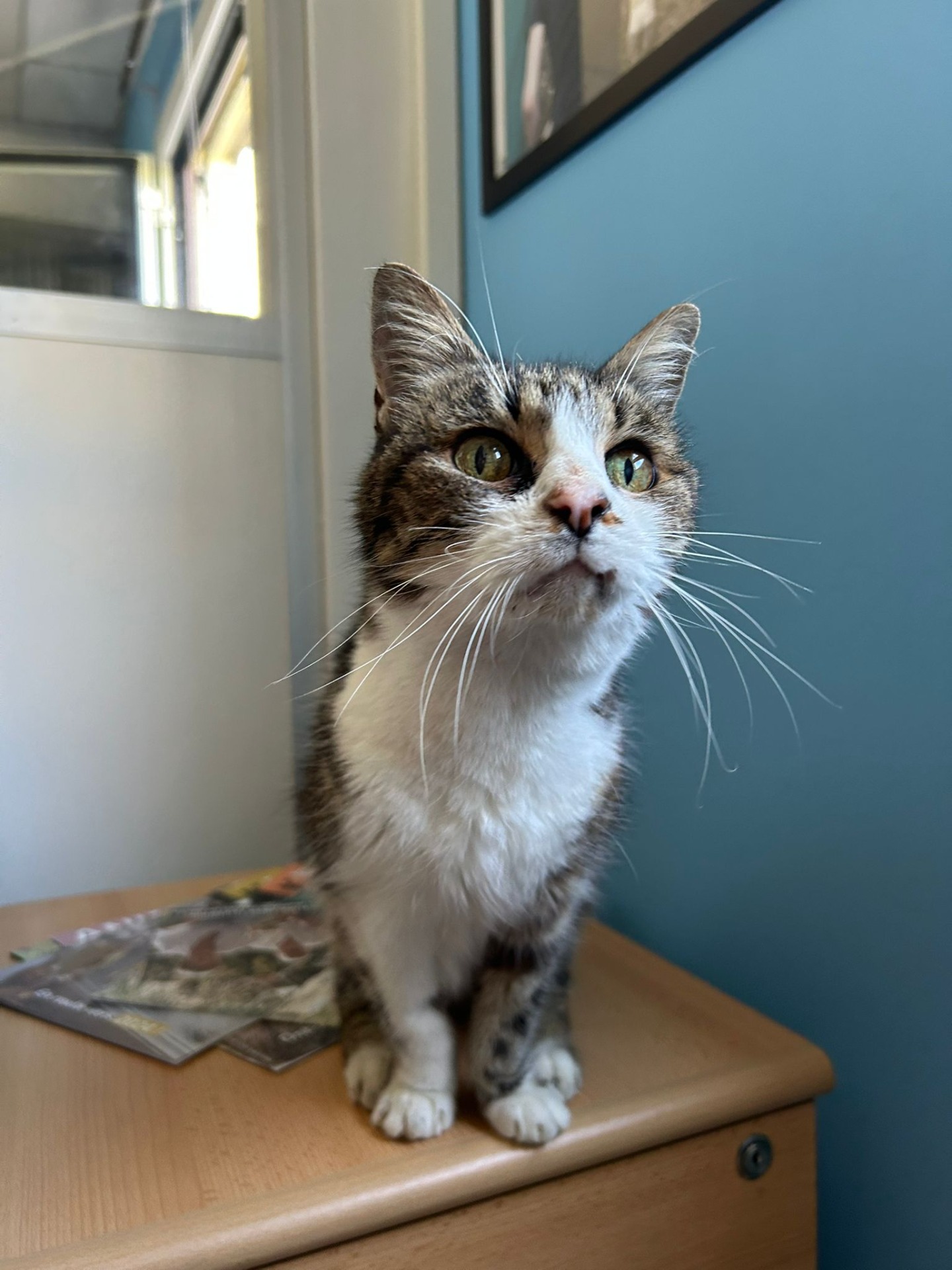 Photo de l'animal à adopté