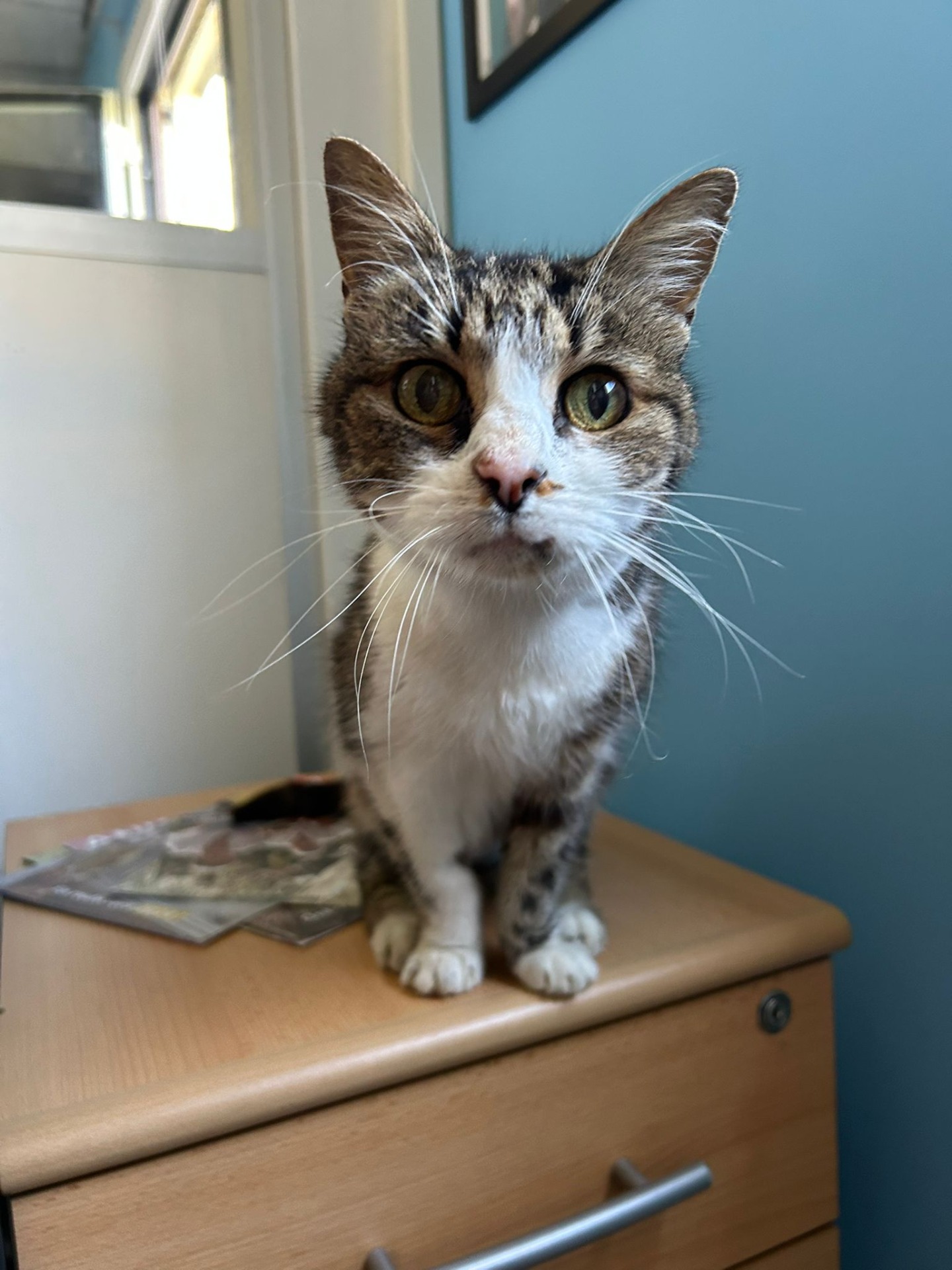 Photo de l'animal à adopté