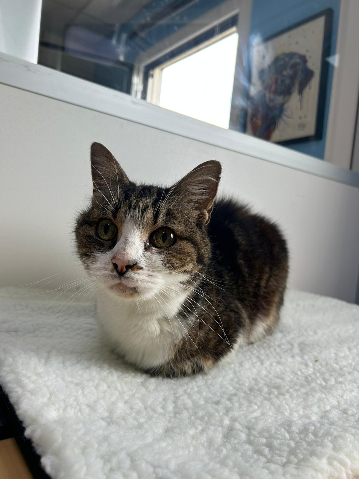 Photo de l'animal à adopté