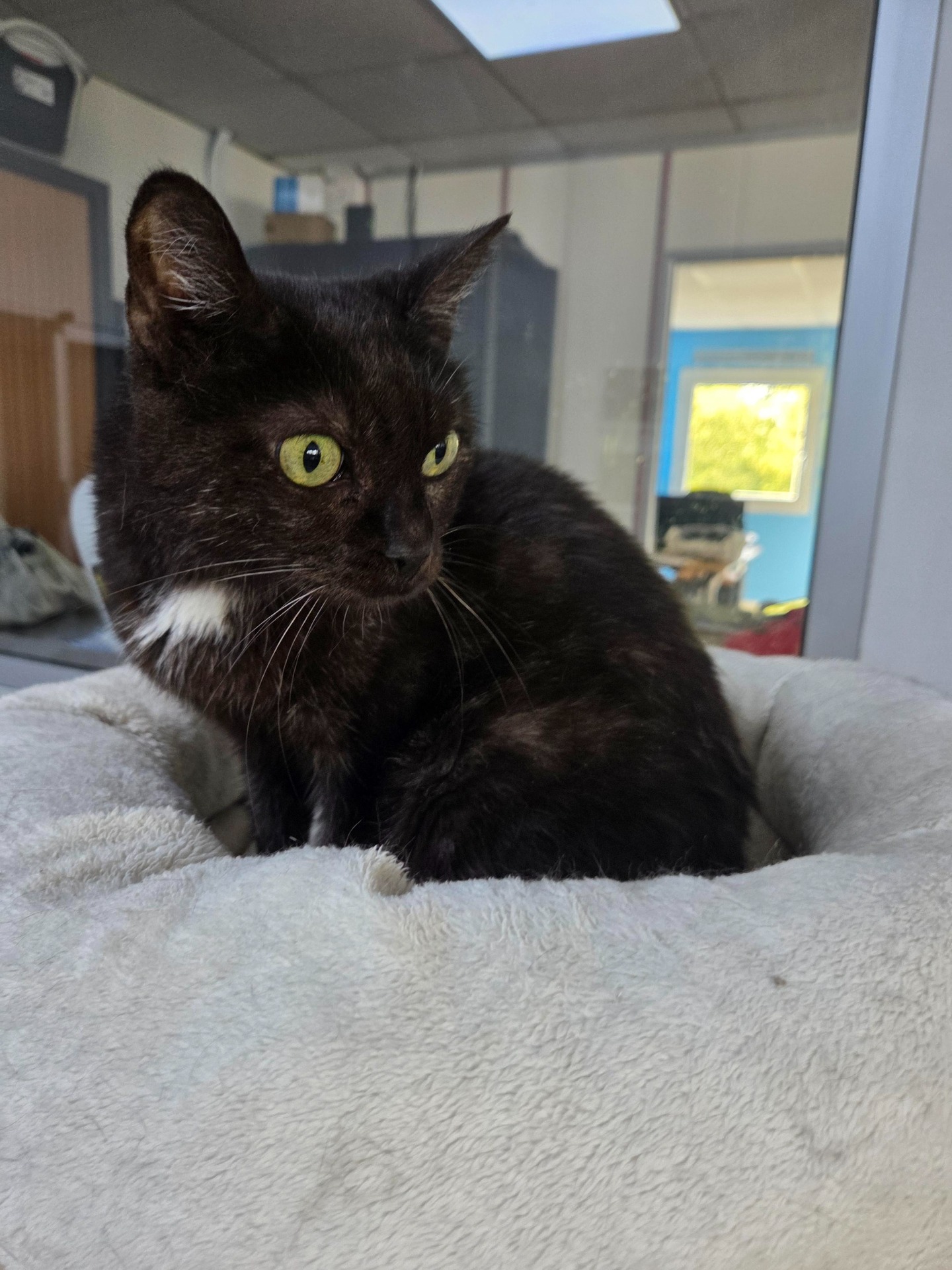 Photo de l'animal à adopté