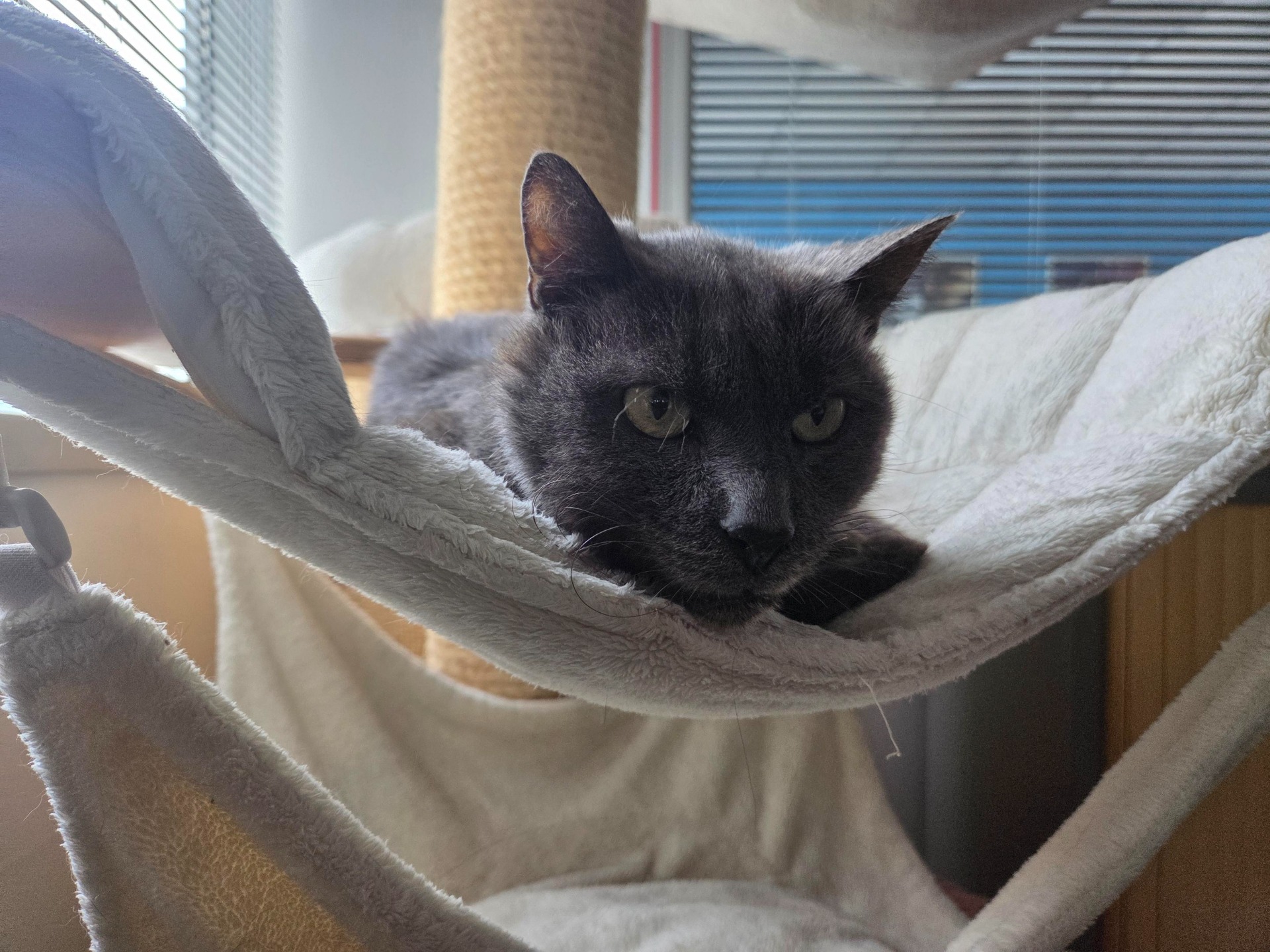 Photo de l'animal à adopté