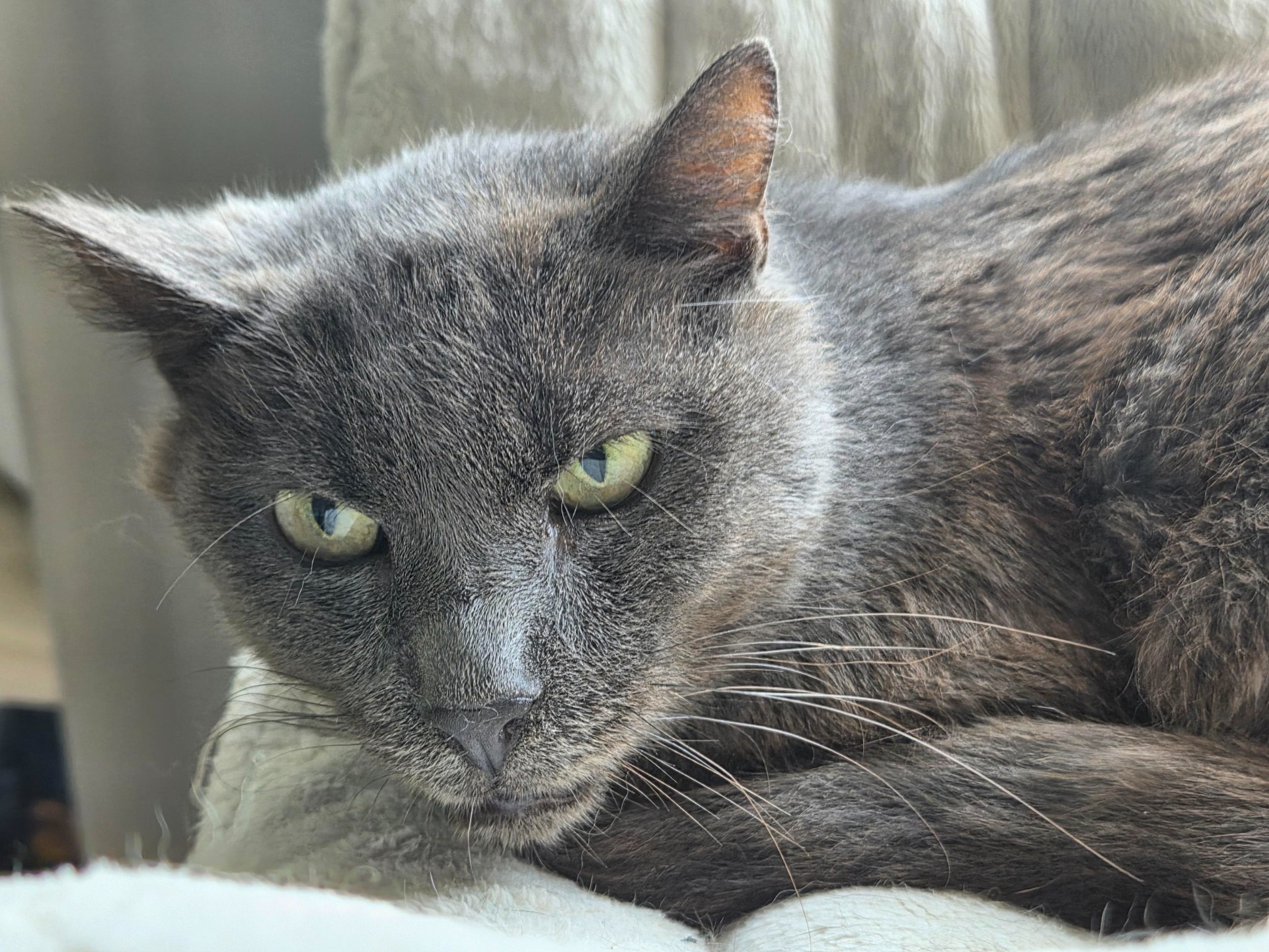 Photo de l'animal à adopté